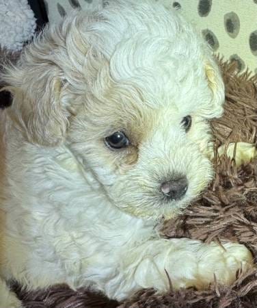 Onyx – Poodle - Toy  puppy for sale in Atlanta, GA