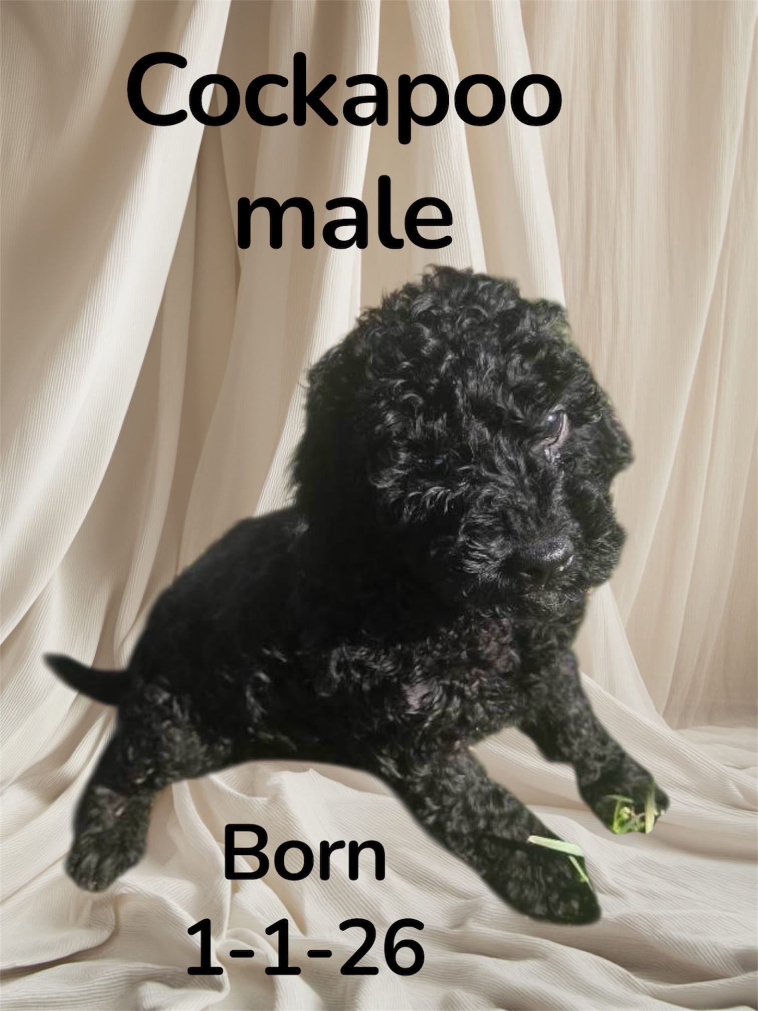 Dice  – Cockapoo puppy for sale in Atlanta, GA