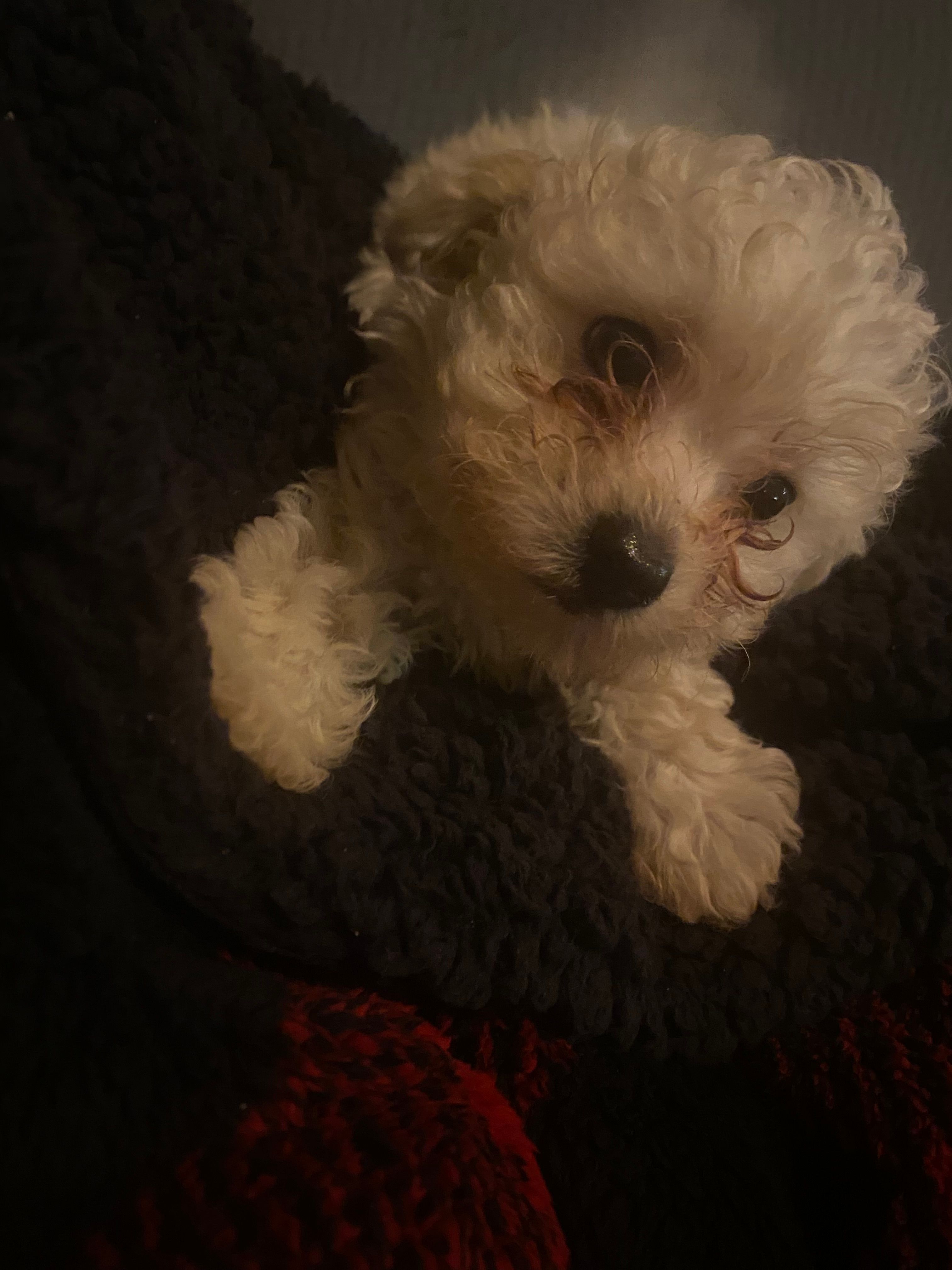 Charley  – Poodle - Toy  puppy for sale in Atlanta, GA