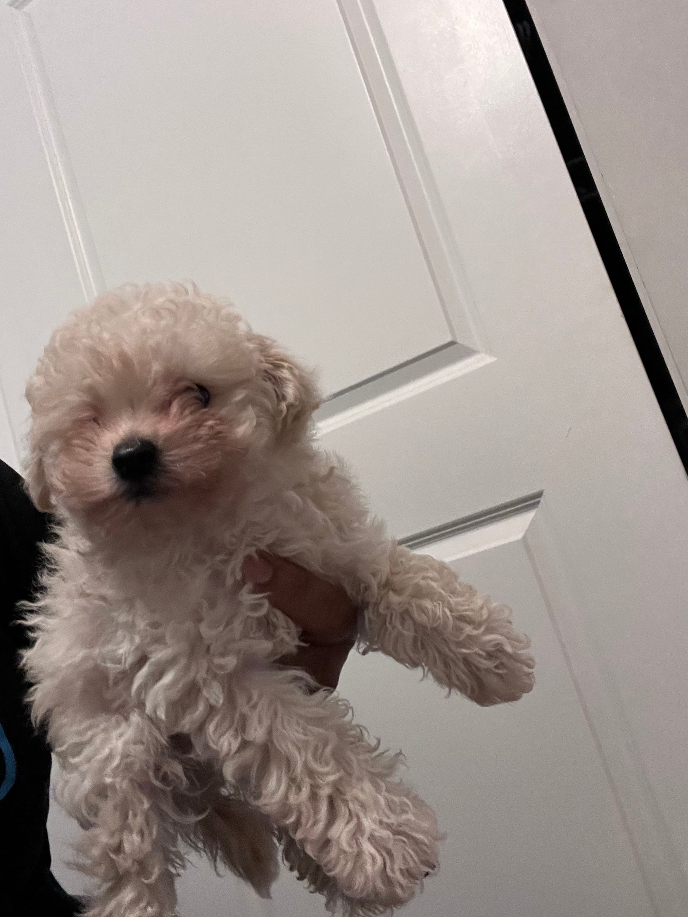 Charley – Poodle - Toy  puppy for sale in Atlanta, GA