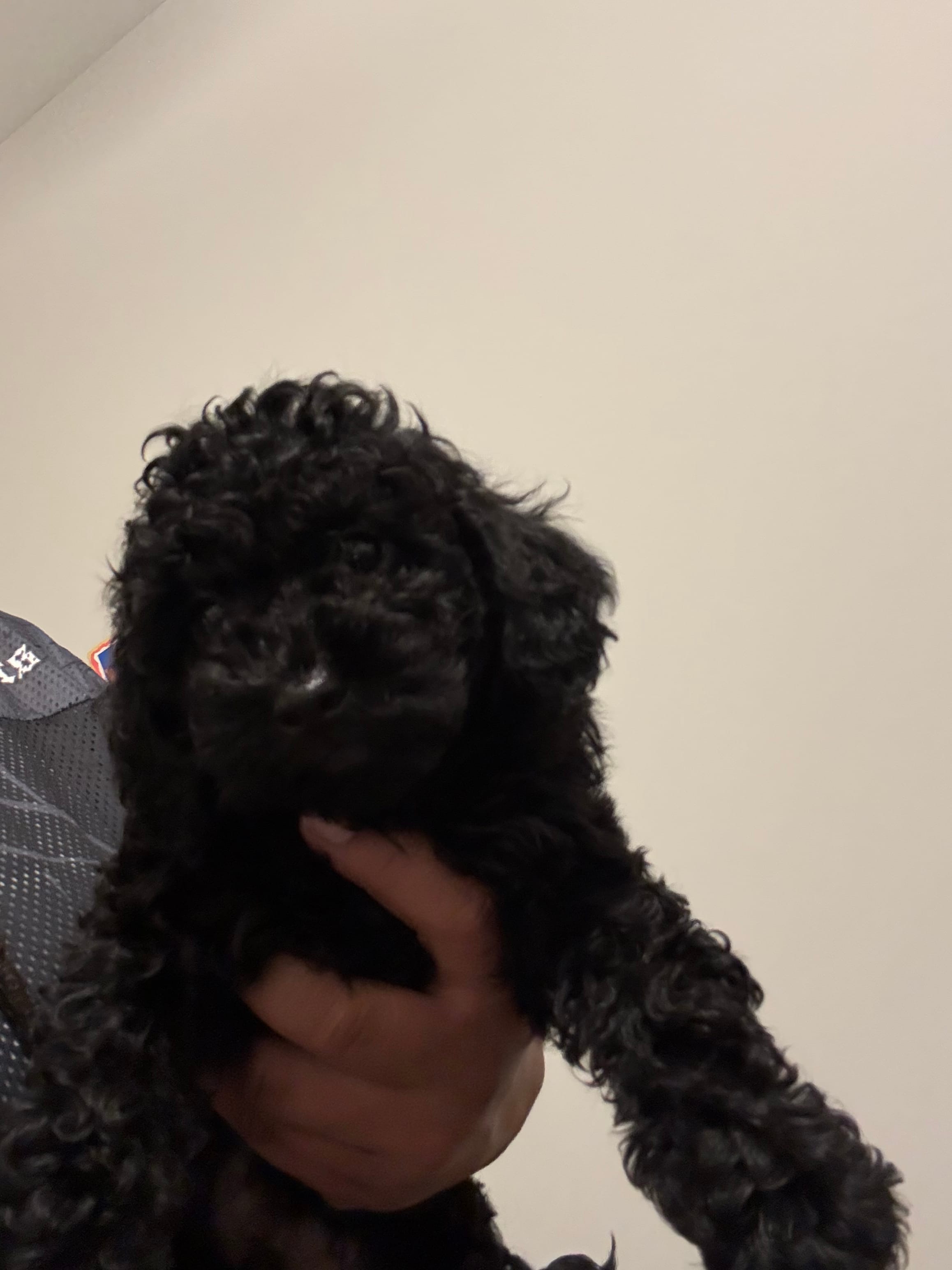 Dice – Shihpoo puppy for sale in Atlanta, GA