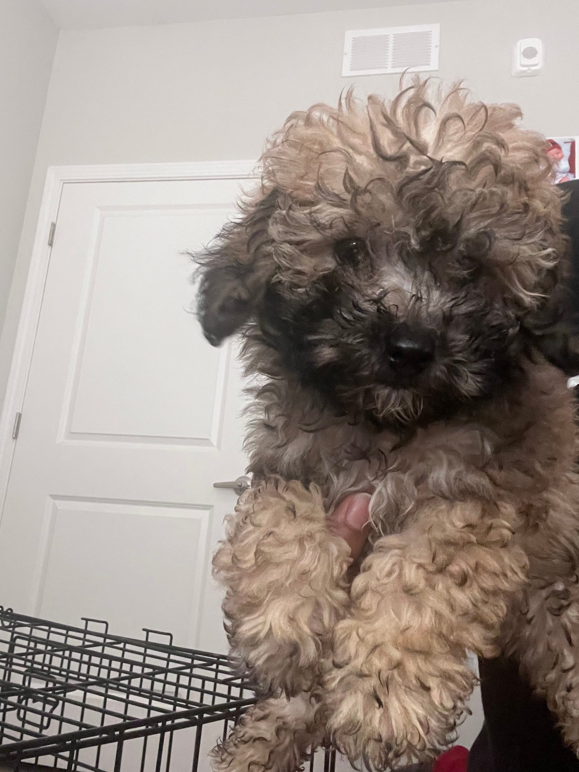 Bella  – Bichon Frise, Poodle - Toy  puppy for sale in Atlanta, GA