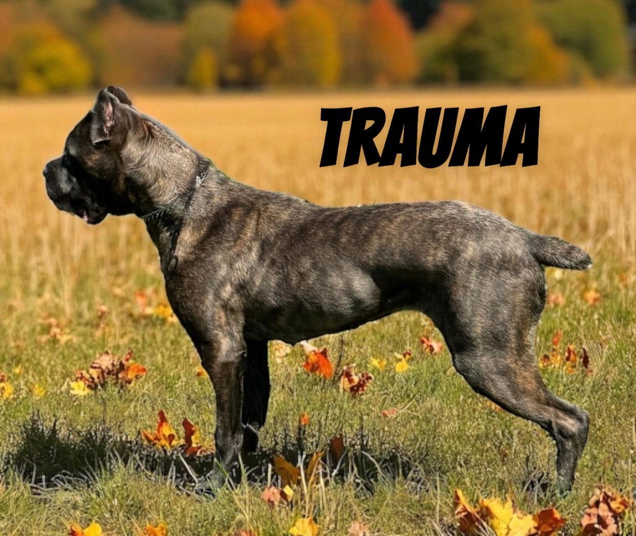 Trauma – Cane Corso puppy for sale in Troy, MO