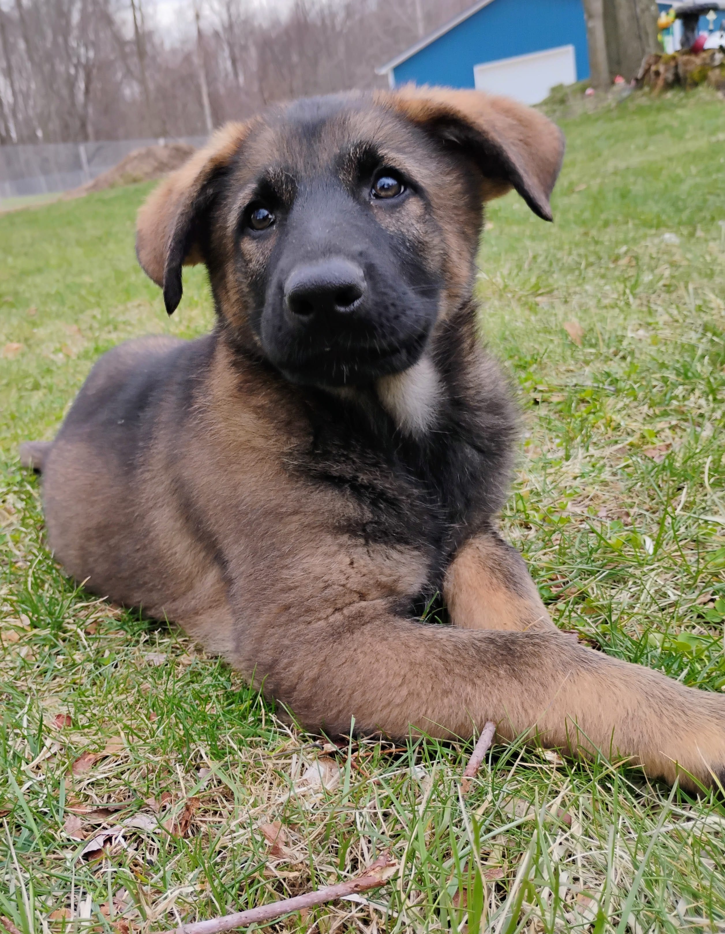 dark sable female – German Shepherd Dog puppy for sale in Litchfield, MI