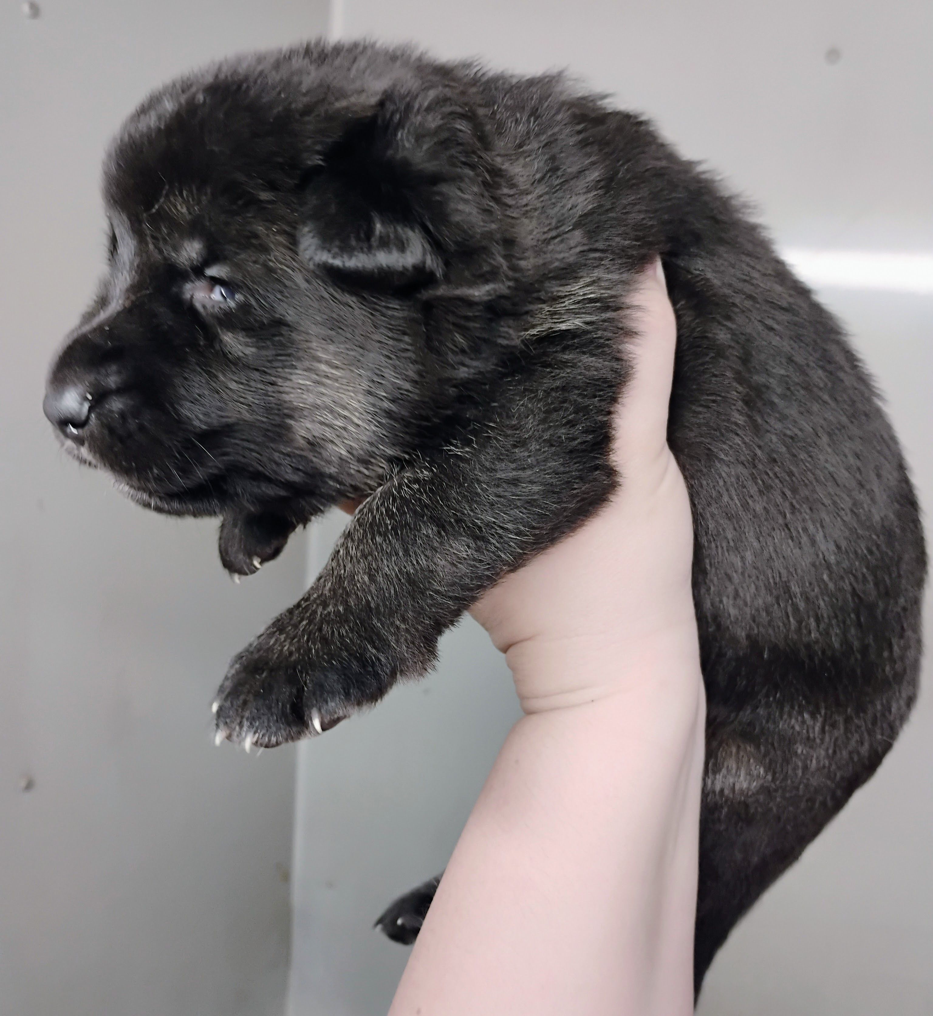 black and tan 2 – German Shepherd Dog puppy for sale in Litchfield, MI