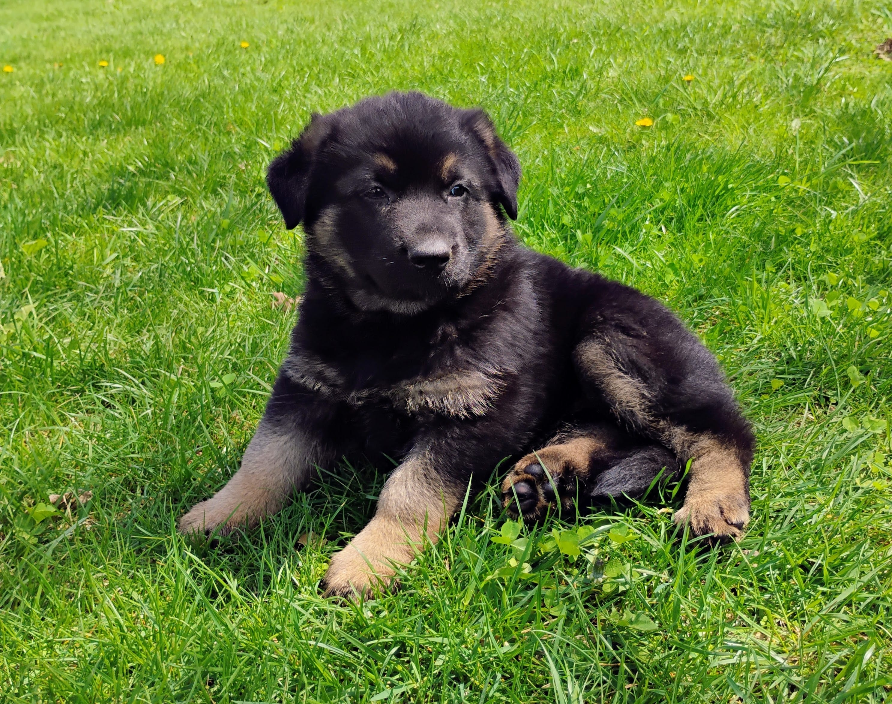 black and tan – German Shepherd Dog puppy for sale in Litchfield, MI
