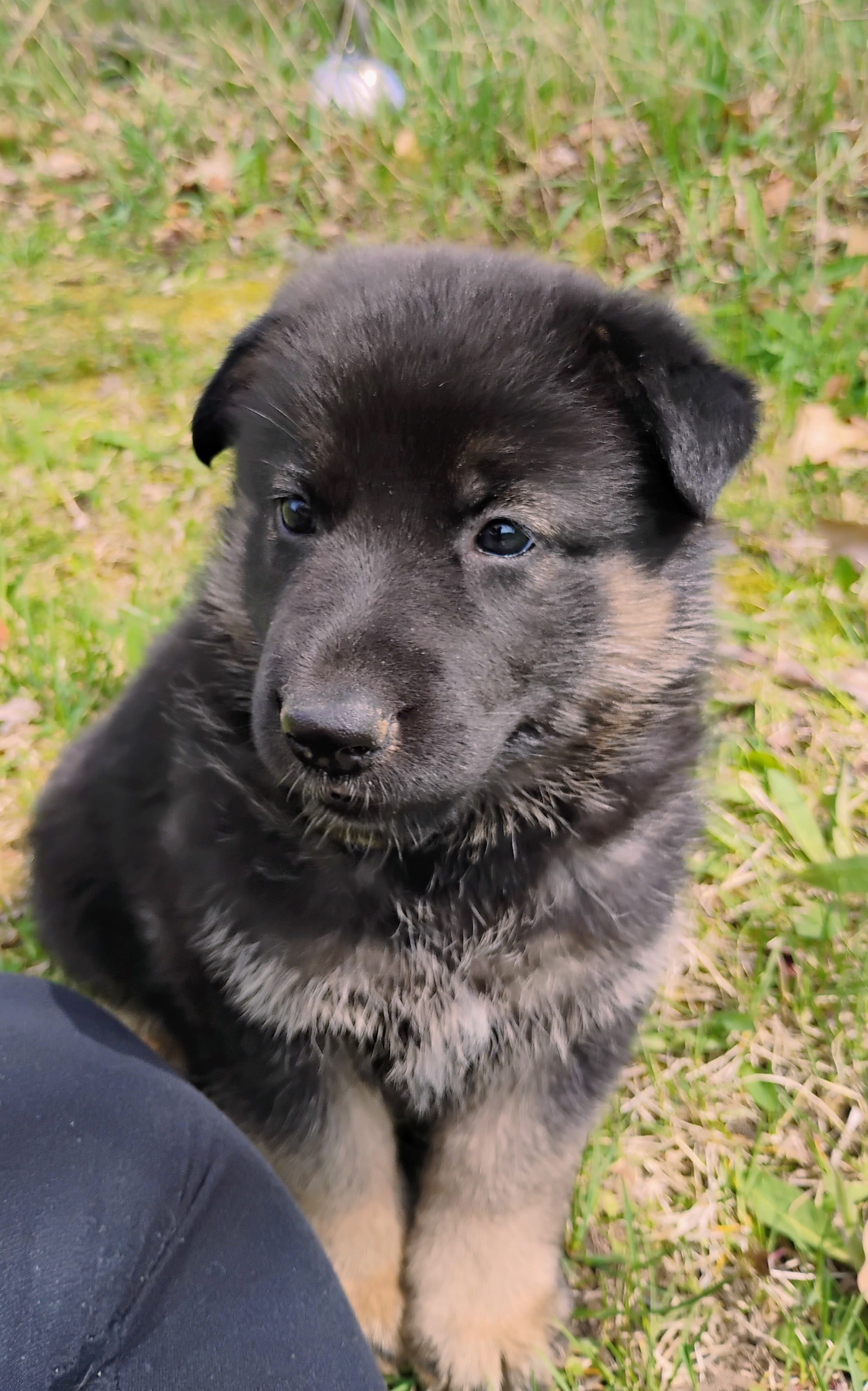 black and tan 2 – German Shepherd Dog puppy for sale in Litchfield, MI