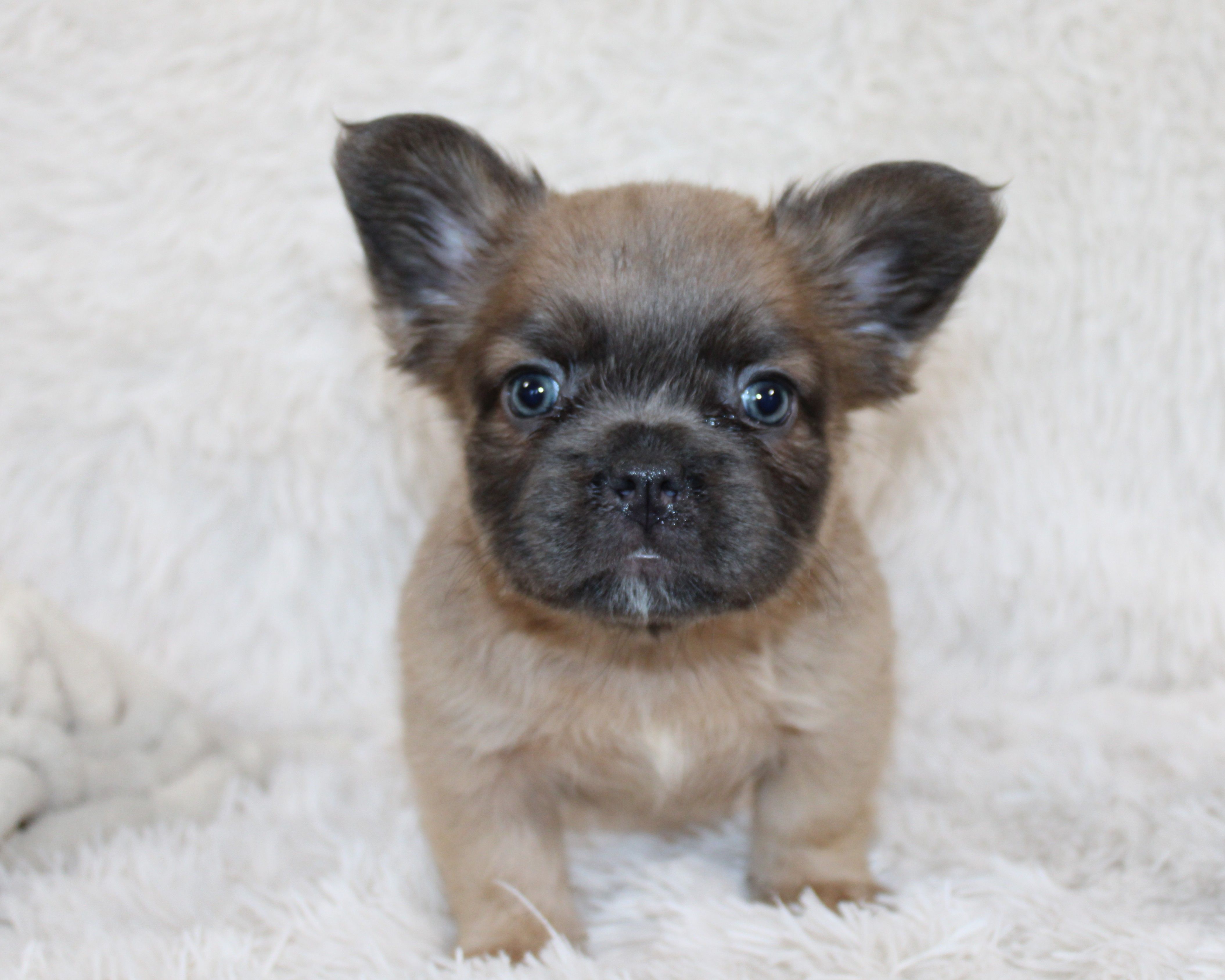 Louie – French Bulldog puppy for sale in Shipshewana, IN