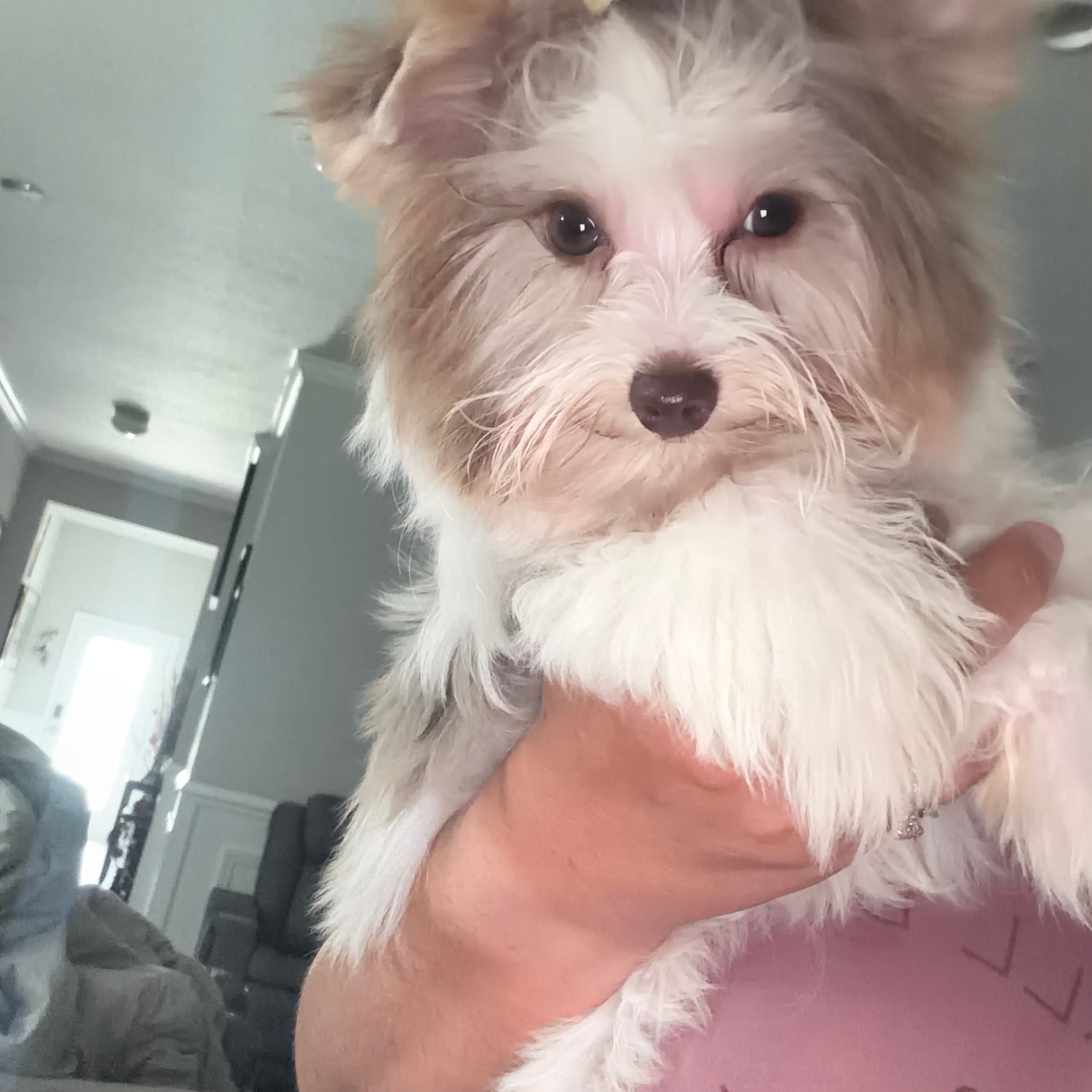 Raffi  – Yorkshire Terrier puppy for sale in Saint Augustine, FL