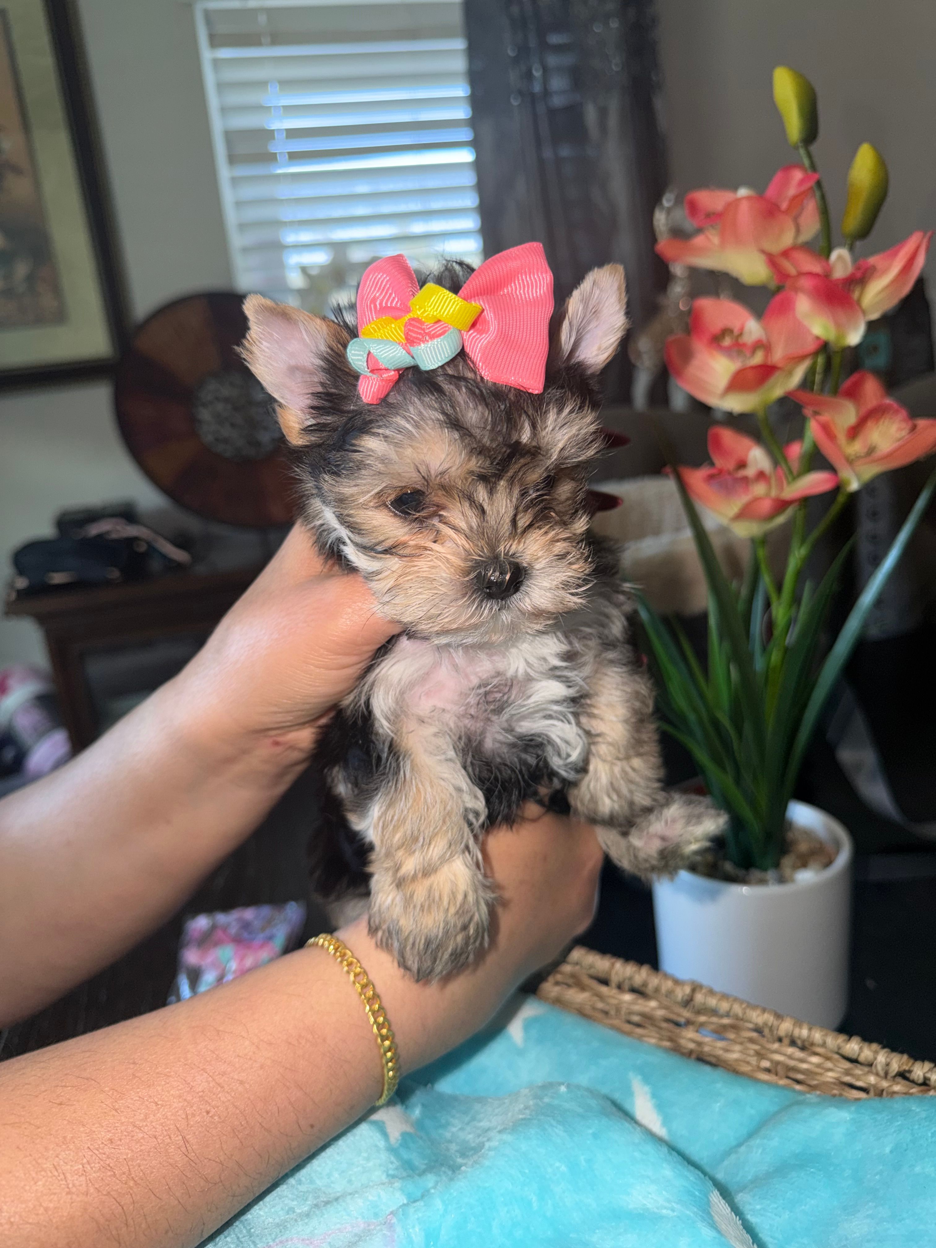 Chula – Yorkshire Terrier puppy for sale in Saint Augustine, FL