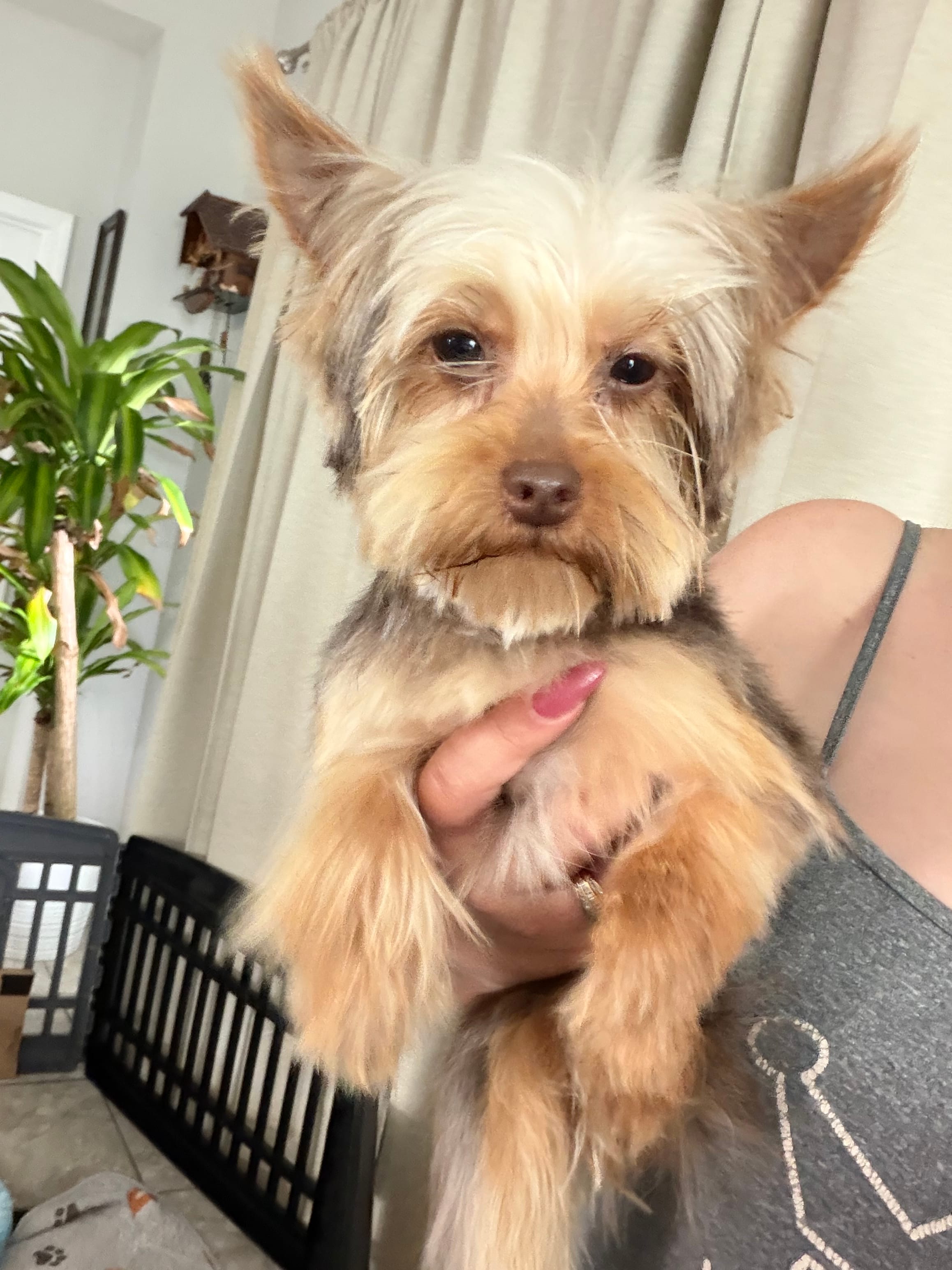 Maxima – Yorkshire Terrier puppy for sale in Saint Augustine, FL