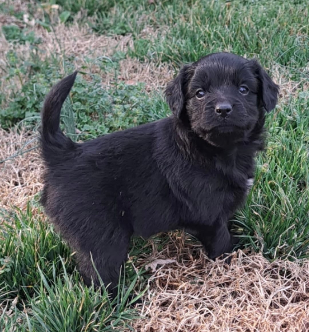Skipper – Cavalier King Charles Spaniel, Maltese puppy for sale in Lyman, SC