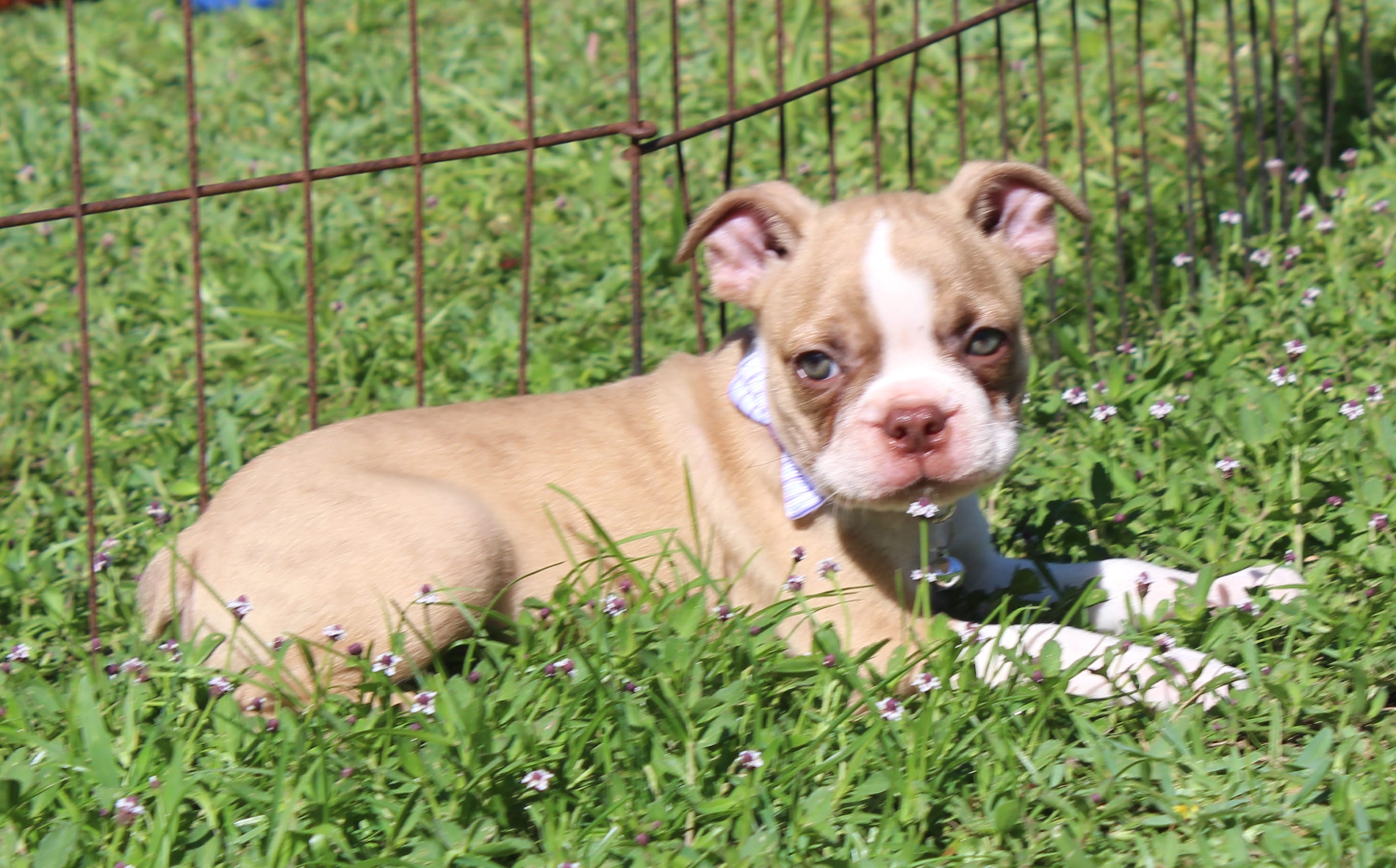 Tiger – Boston Terrier puppy for sale in Brooksville, FL