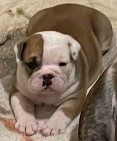 🐾Sterling🐾 – English Bulldog puppy for sale in Grovespring, MO