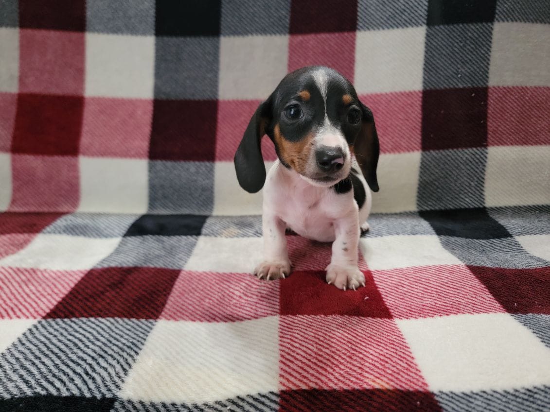 Adam – Miniature Dachshund puppy for sale in Deltona, FL