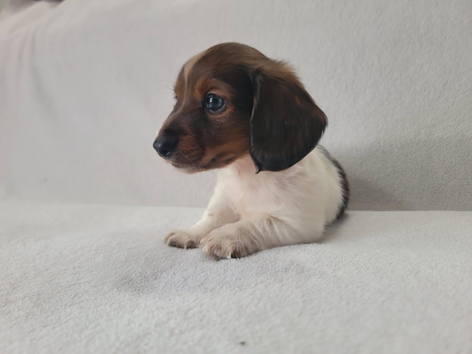 Sammy – Miniature Dachshund puppy for sale in Deltona, FL