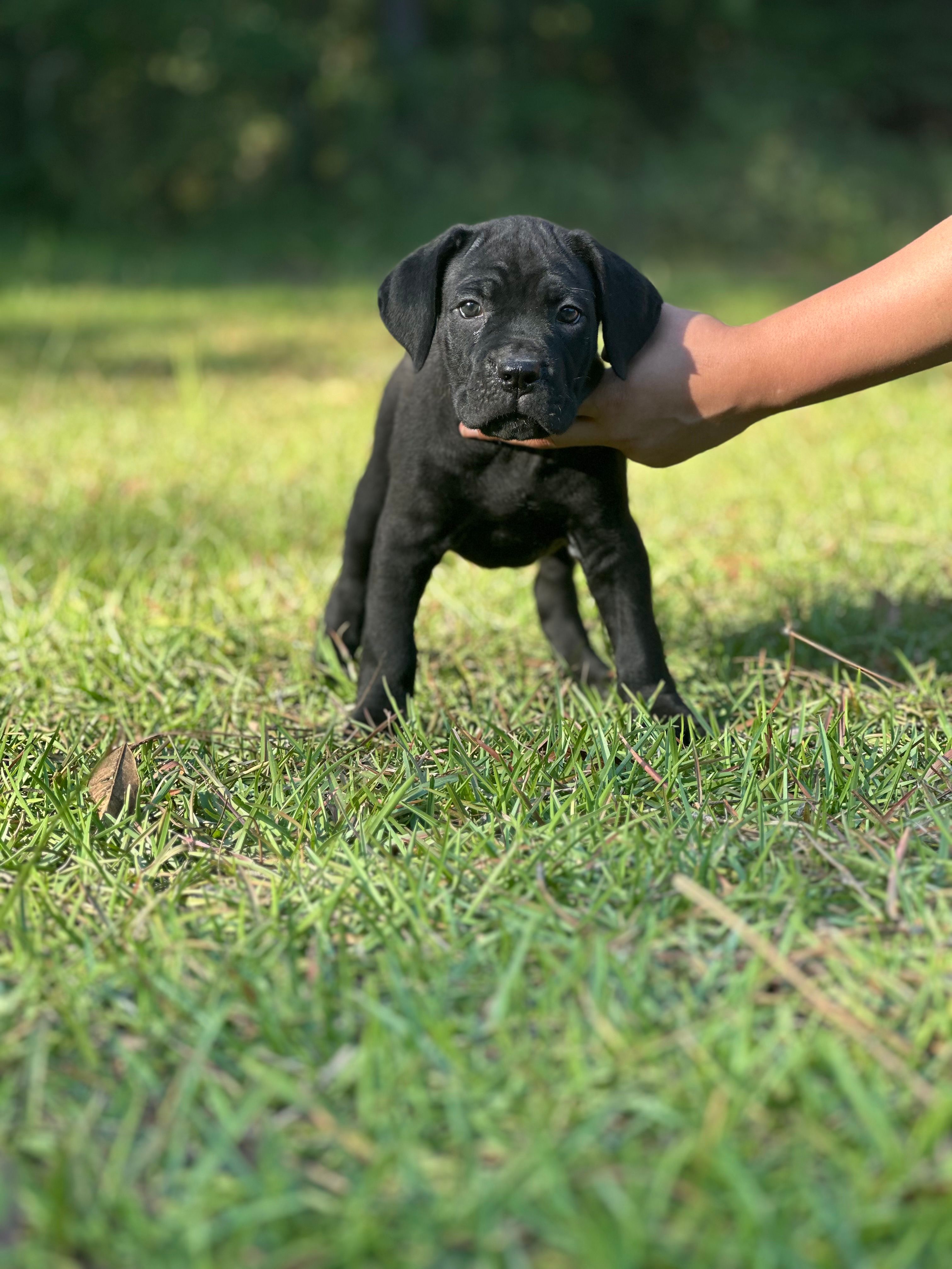 Noir  – Cane Corso puppy for sale in Hinesville, GA
