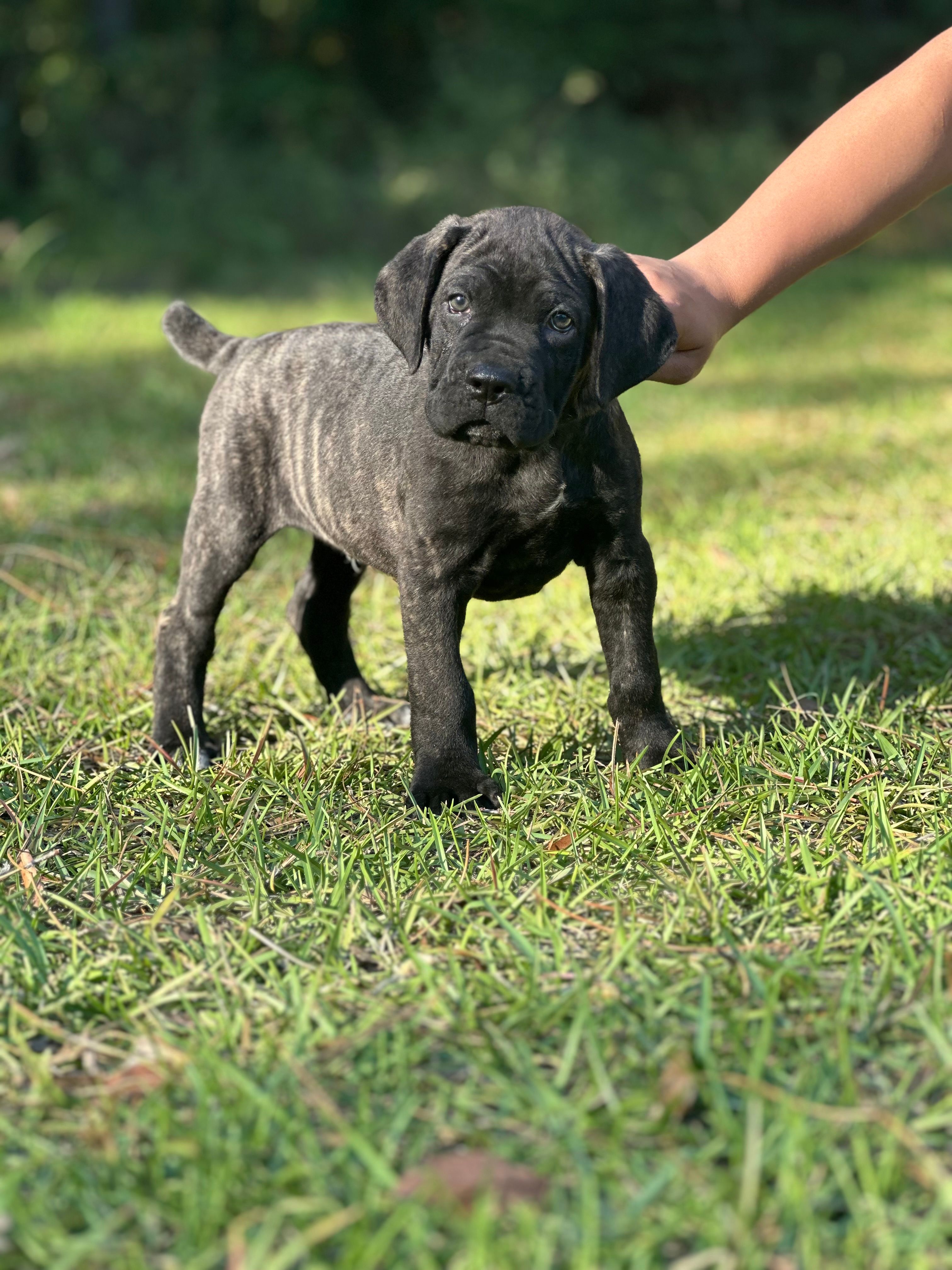 Adonis – Cane Corso puppy for sale in Hinesville, GA