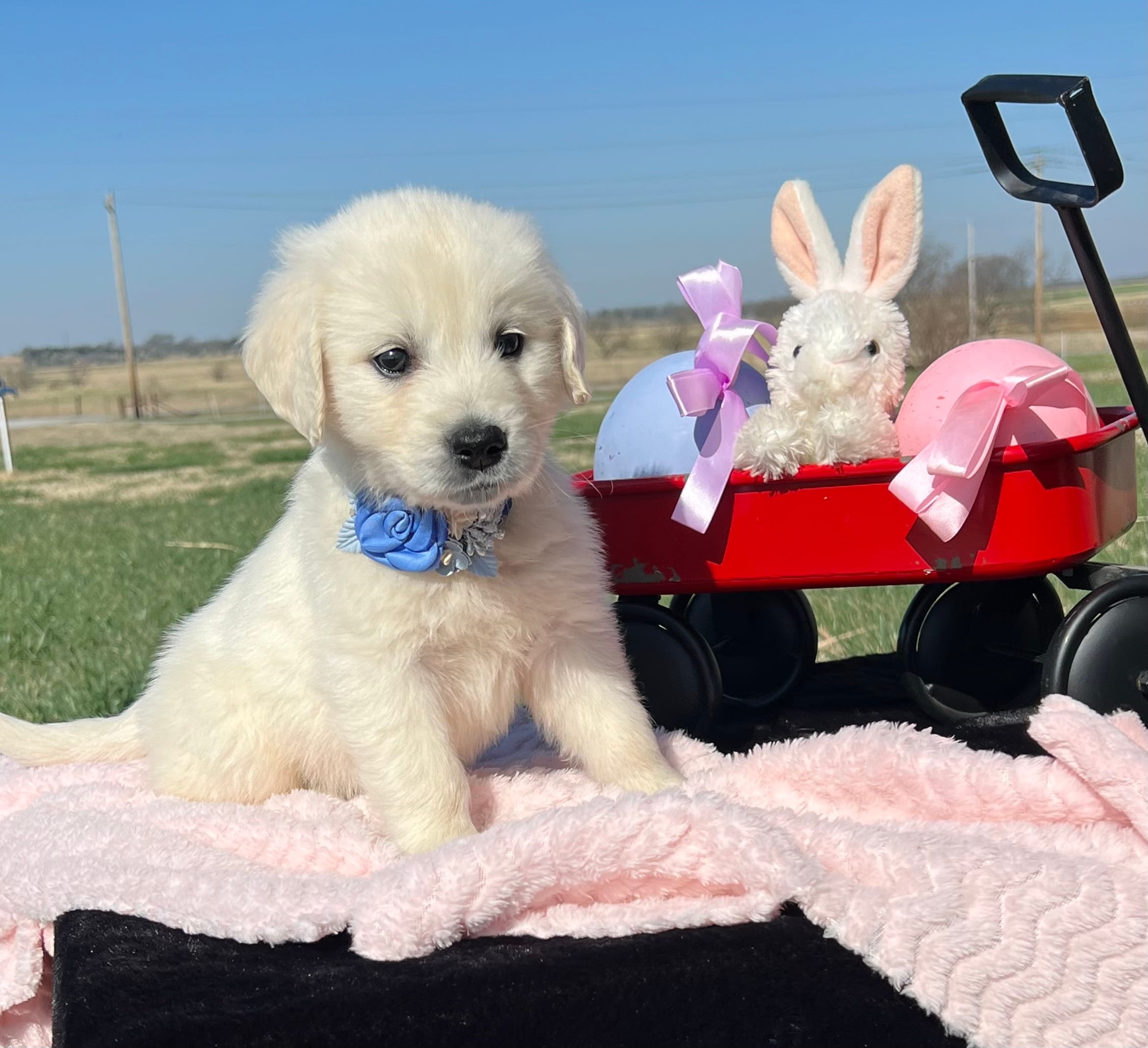 Derby – English Cream Golden Retriever puppy for sale in Adair, OK