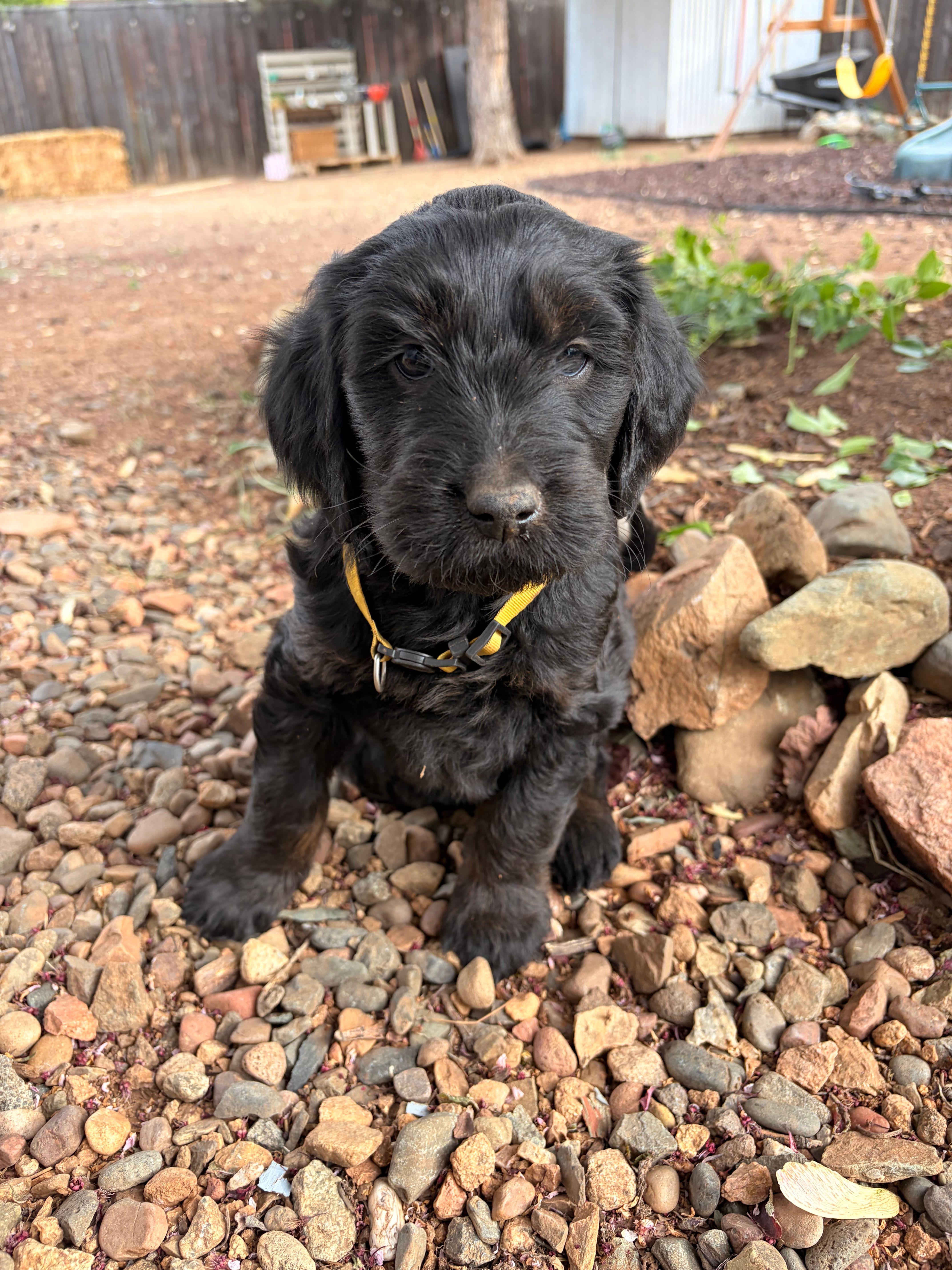 River – Goldendoodle puppy for sale in Prescott Valley, AZ