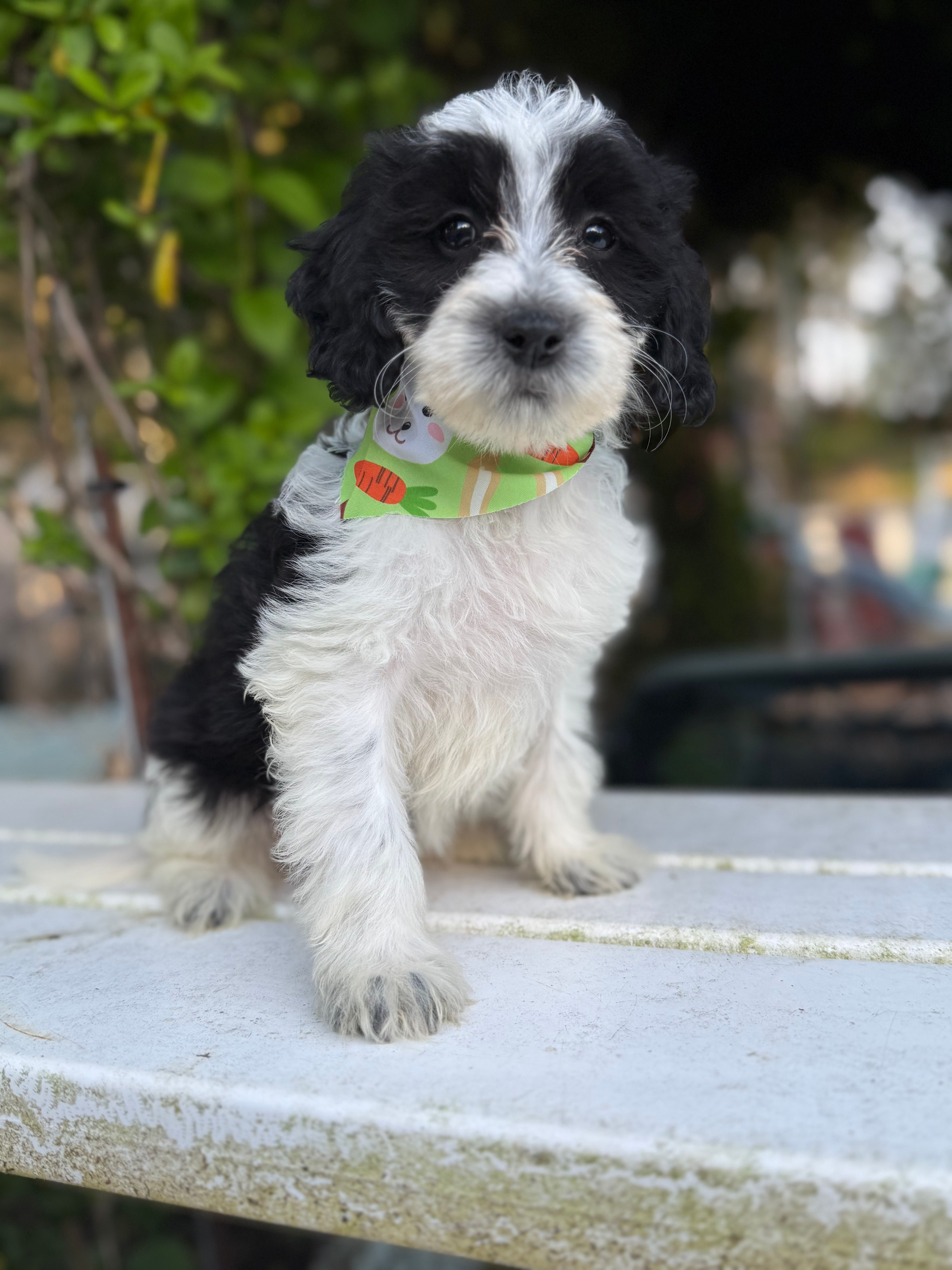 Mini f1bb female #1 – Miniature Goldendoodle puppy for sale in Kelso, WA