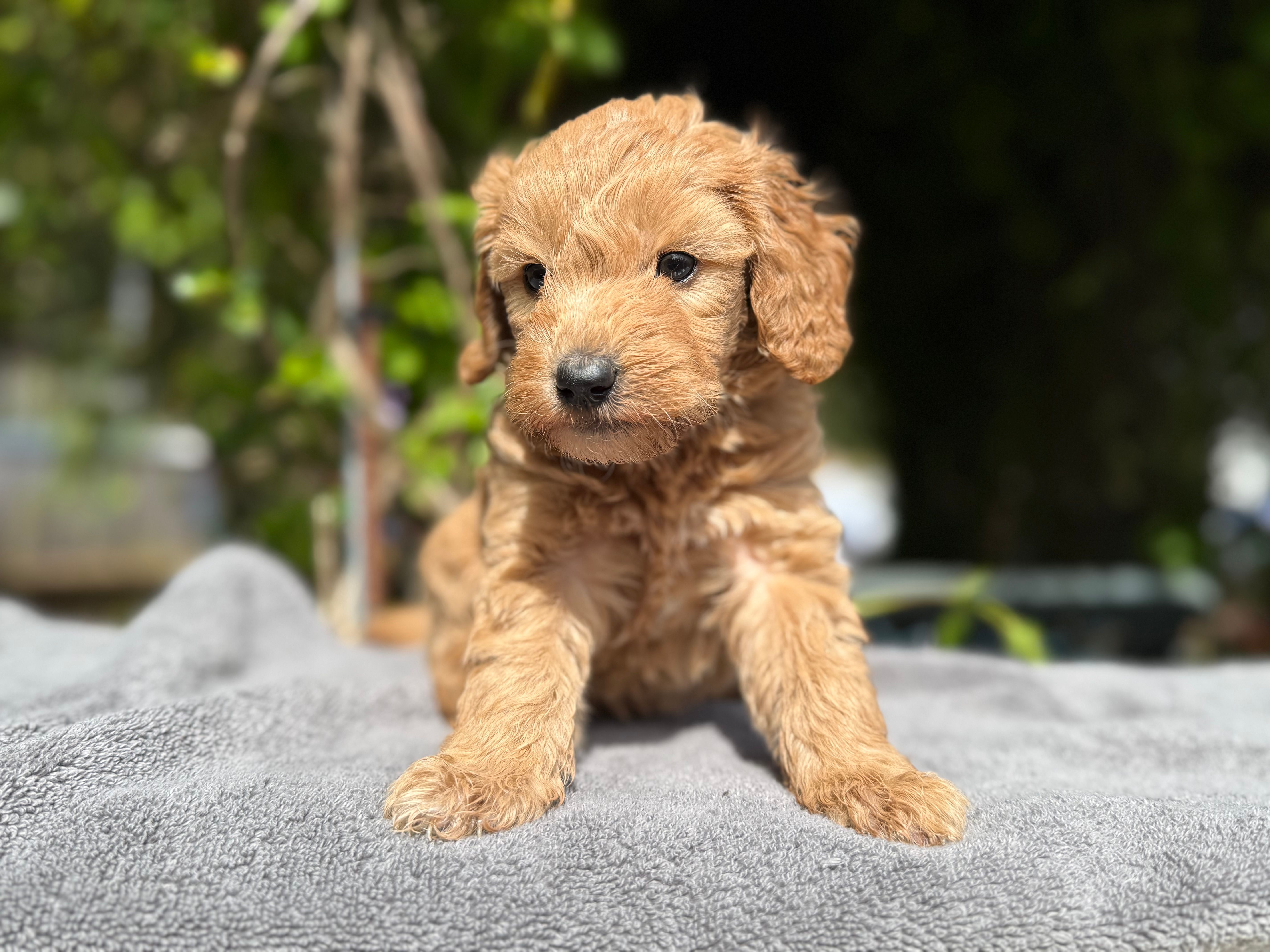 F1b female  – Goldendoodle puppy for sale in Kelso, WA