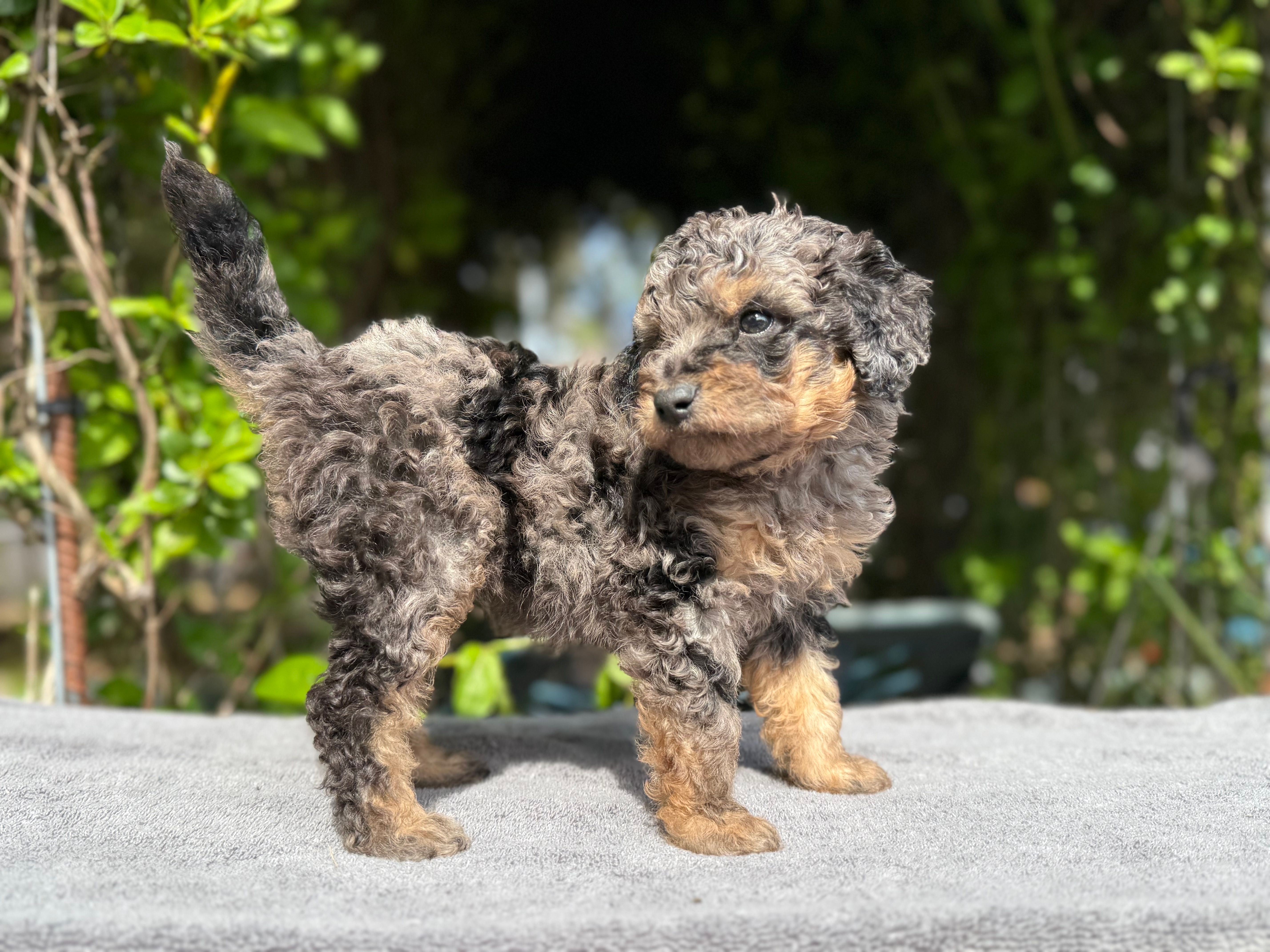 F1b male #2 Merle phantom – Goldendoodle puppy for sale in Kelso, WA