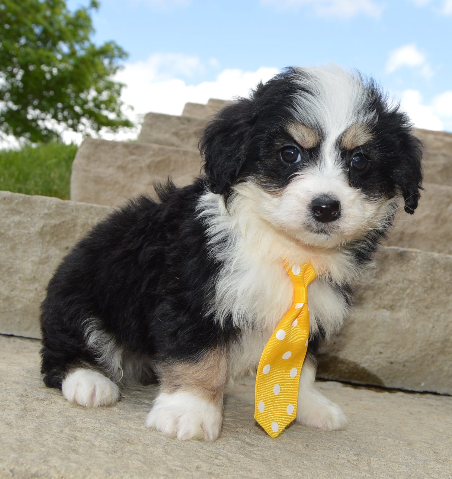 Mini Bruno – Miniature Bernedoodle puppy for sale in Celina, OH