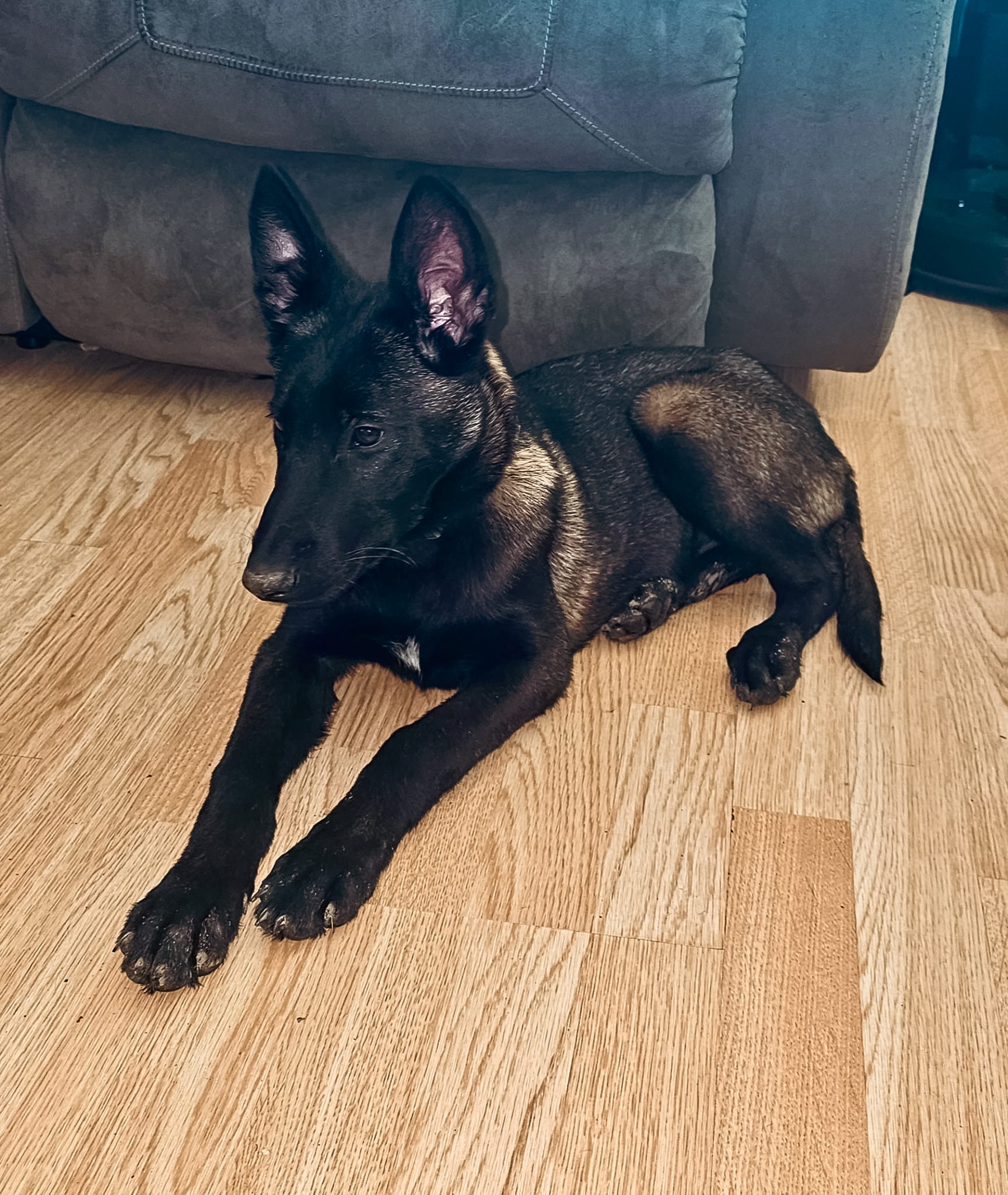 Thora – Belgian Malinois puppy for sale in Lockridge, IA