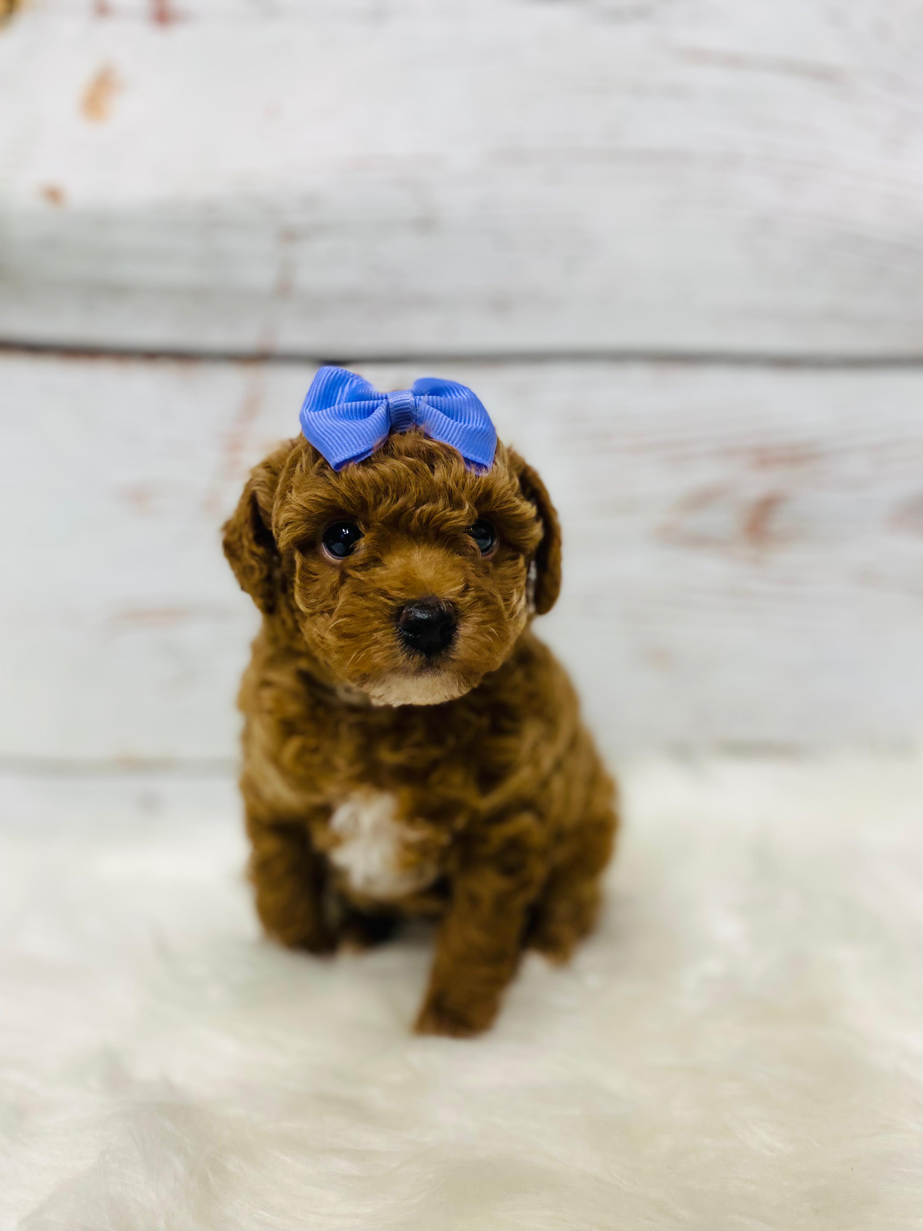 Cinnamon. AKC – Poodle - Toy  puppy for sale in Nixa, MO