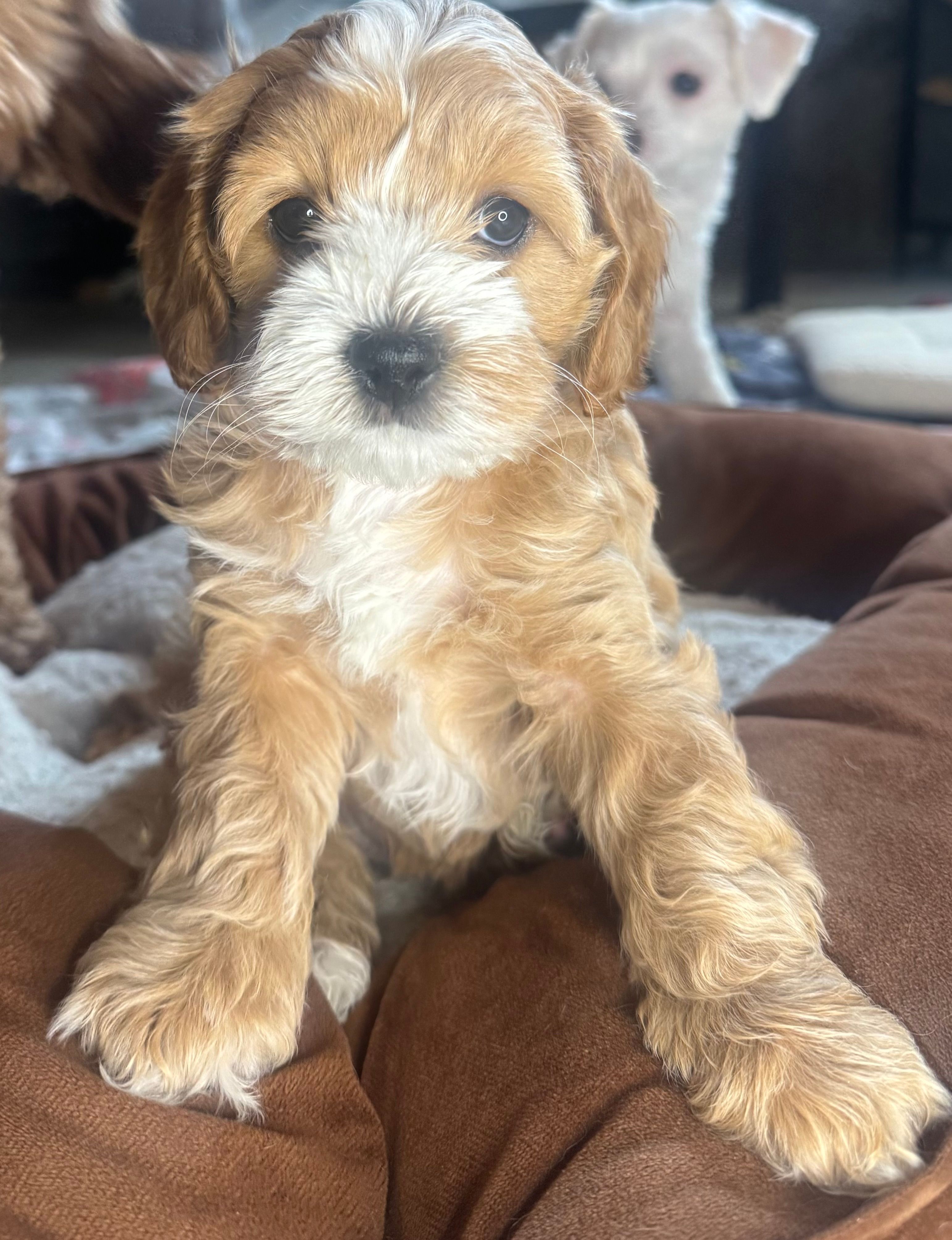 tina – Cockapoo puppy for sale in Leominster, MA