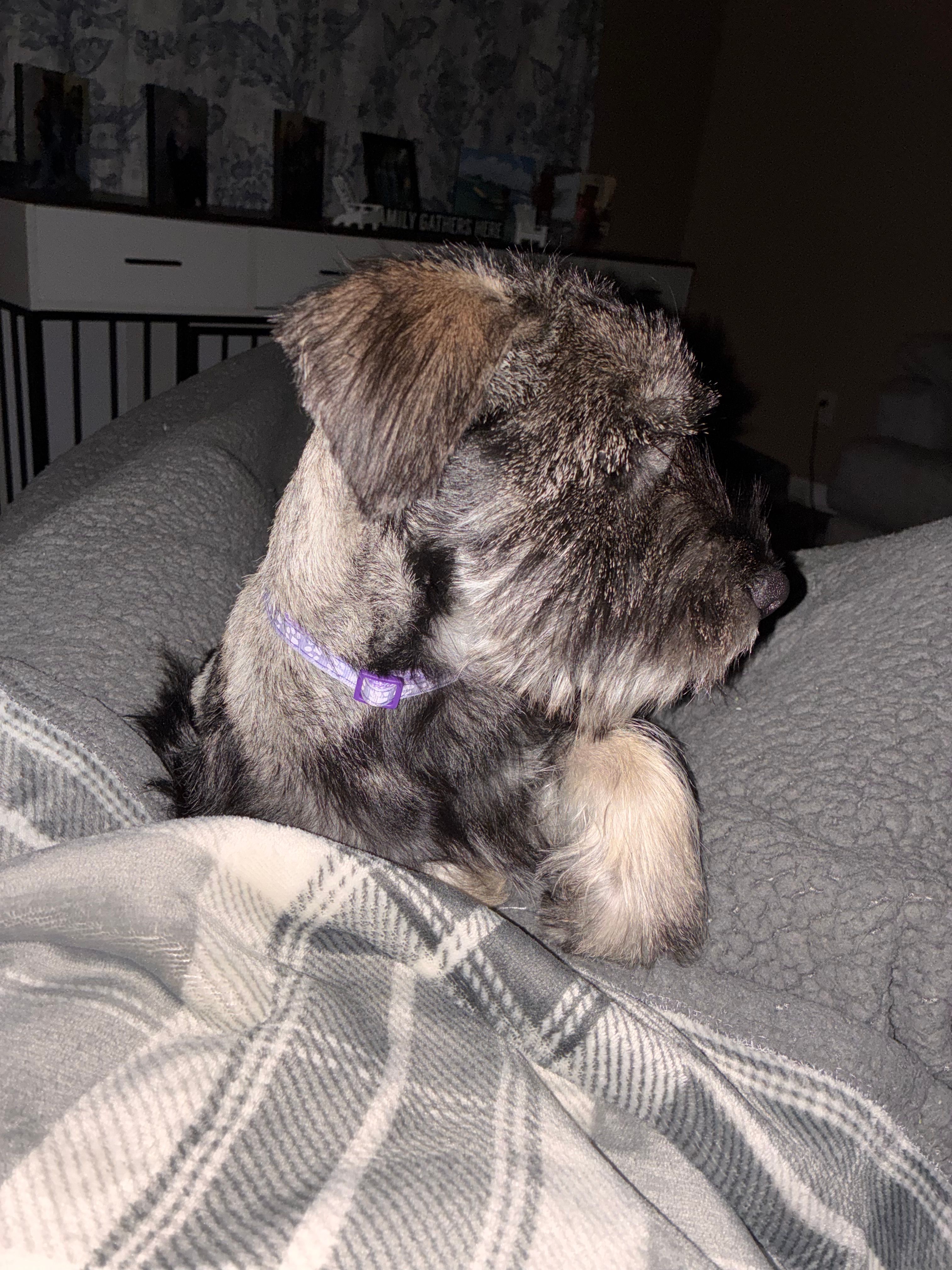 Hannah – Standard Schnauzer puppy for sale in Knoxville, TN