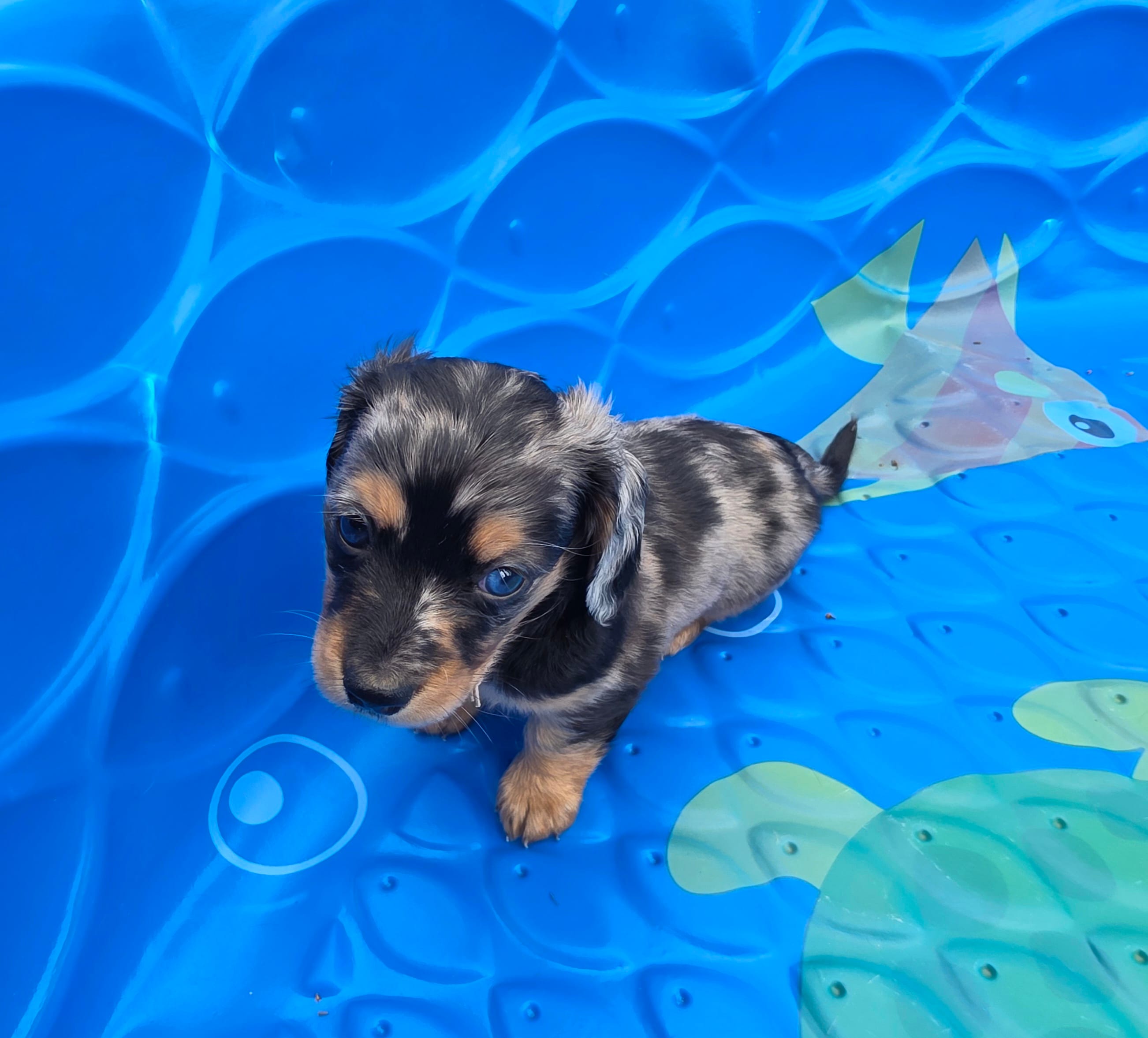 Blue eyes  – Miniature Dachshund puppy for sale in Plainfield, IL