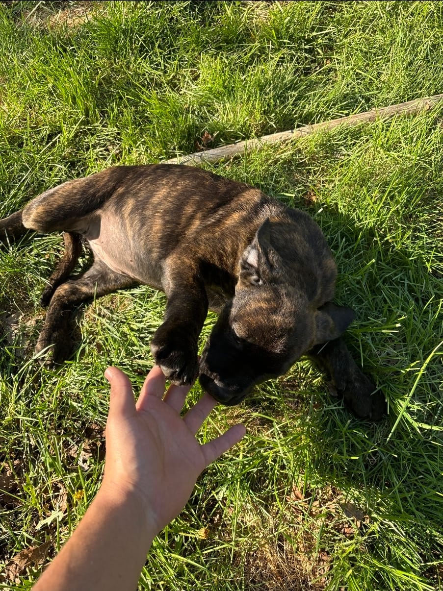 Betty – Perro de Presa Canario, Cane Corso puppy for sale in East Hartford, CT