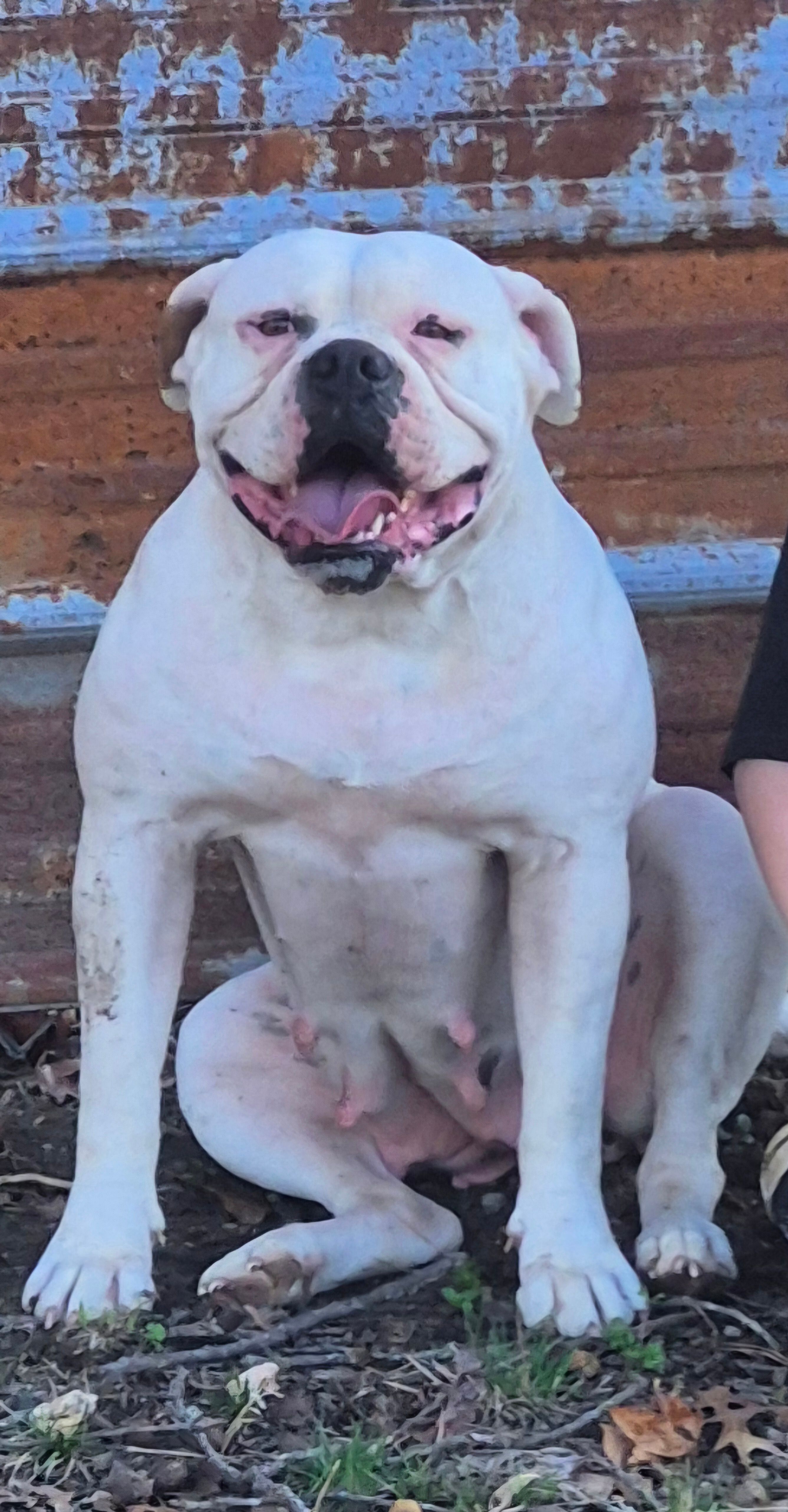 Daisy – American Bulldog puppy for sale in Jasper, GA