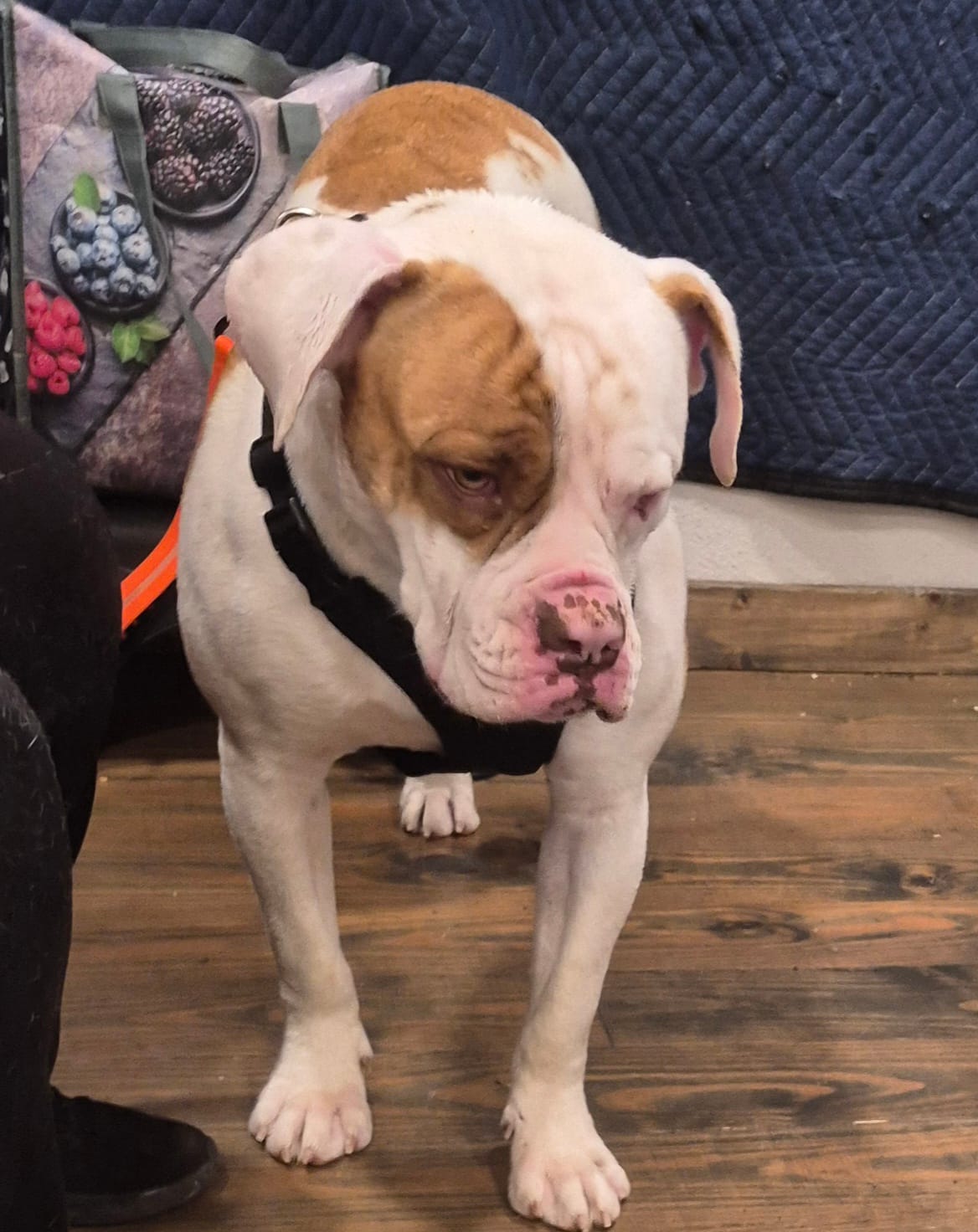 BUCKEYE – American Bulldog puppy for sale in Jasper, GA