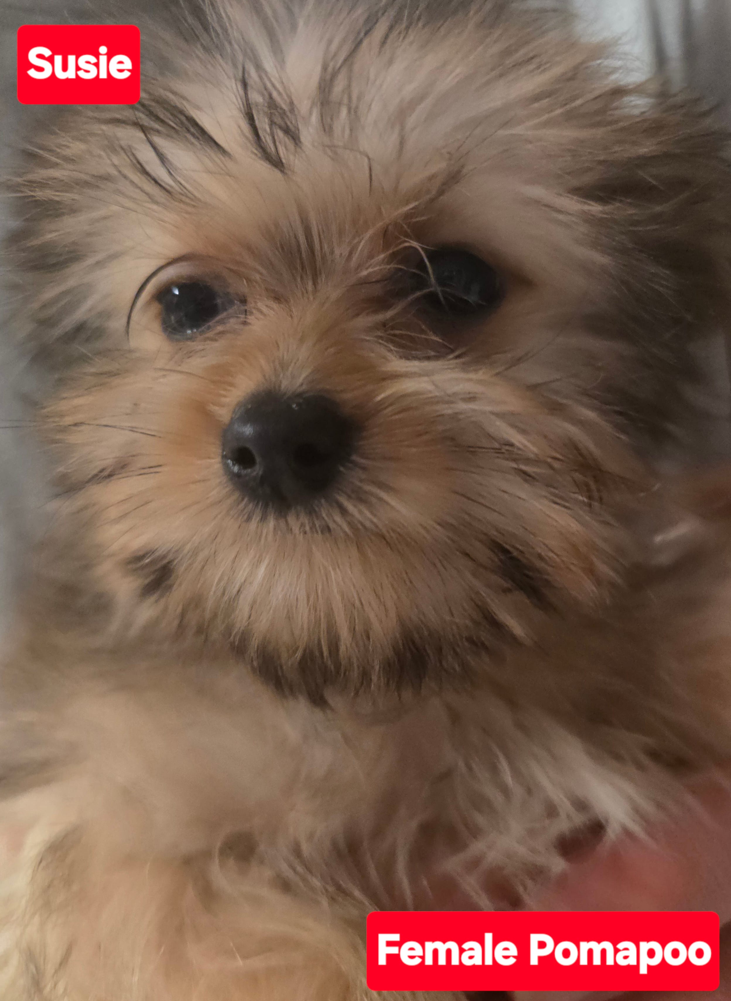 Susie – Pomapoo puppy for sale in Springfield, OH