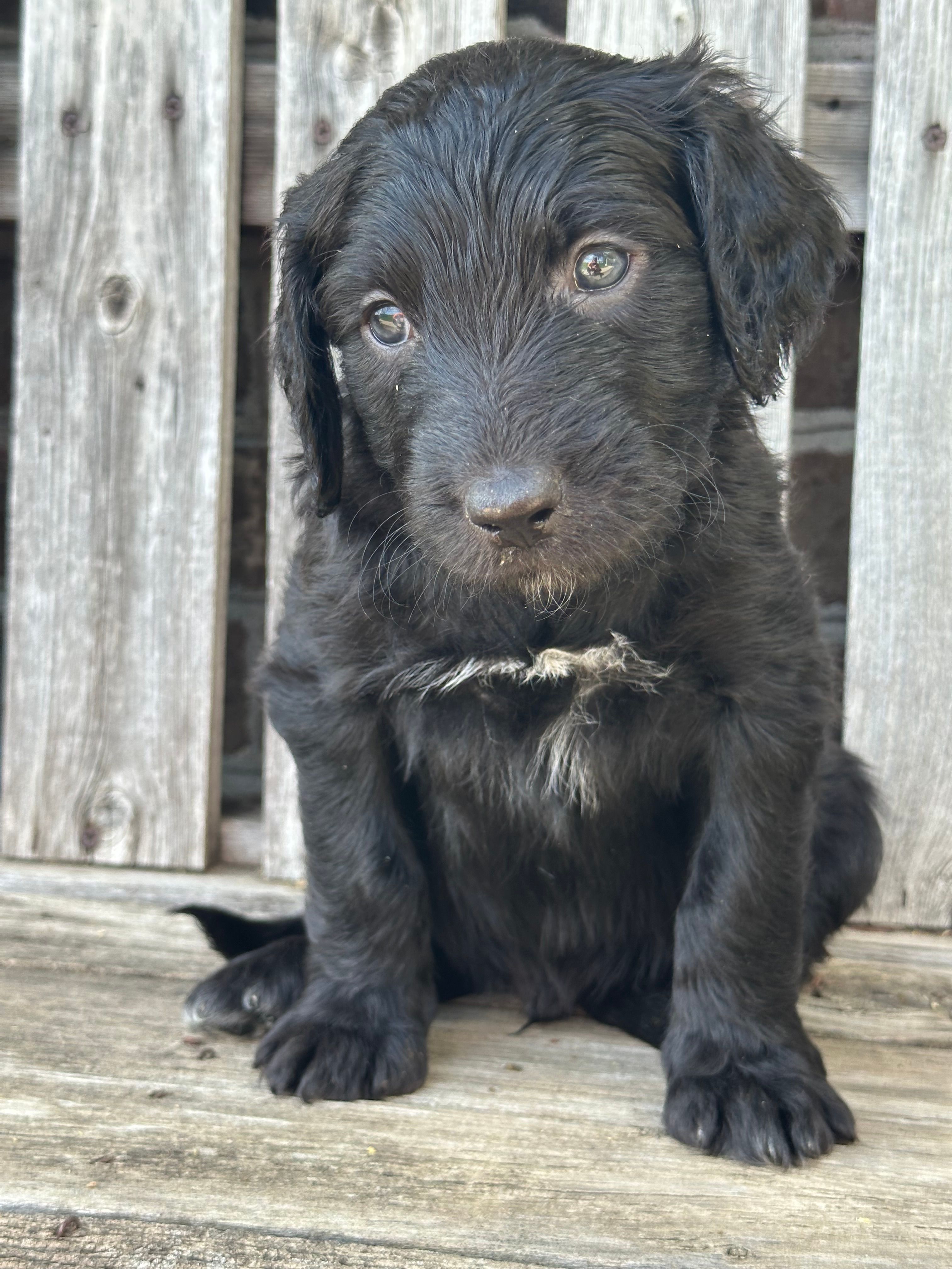 Merlin  – Aussiedoodle puppy for sale in Eighty Four, PA