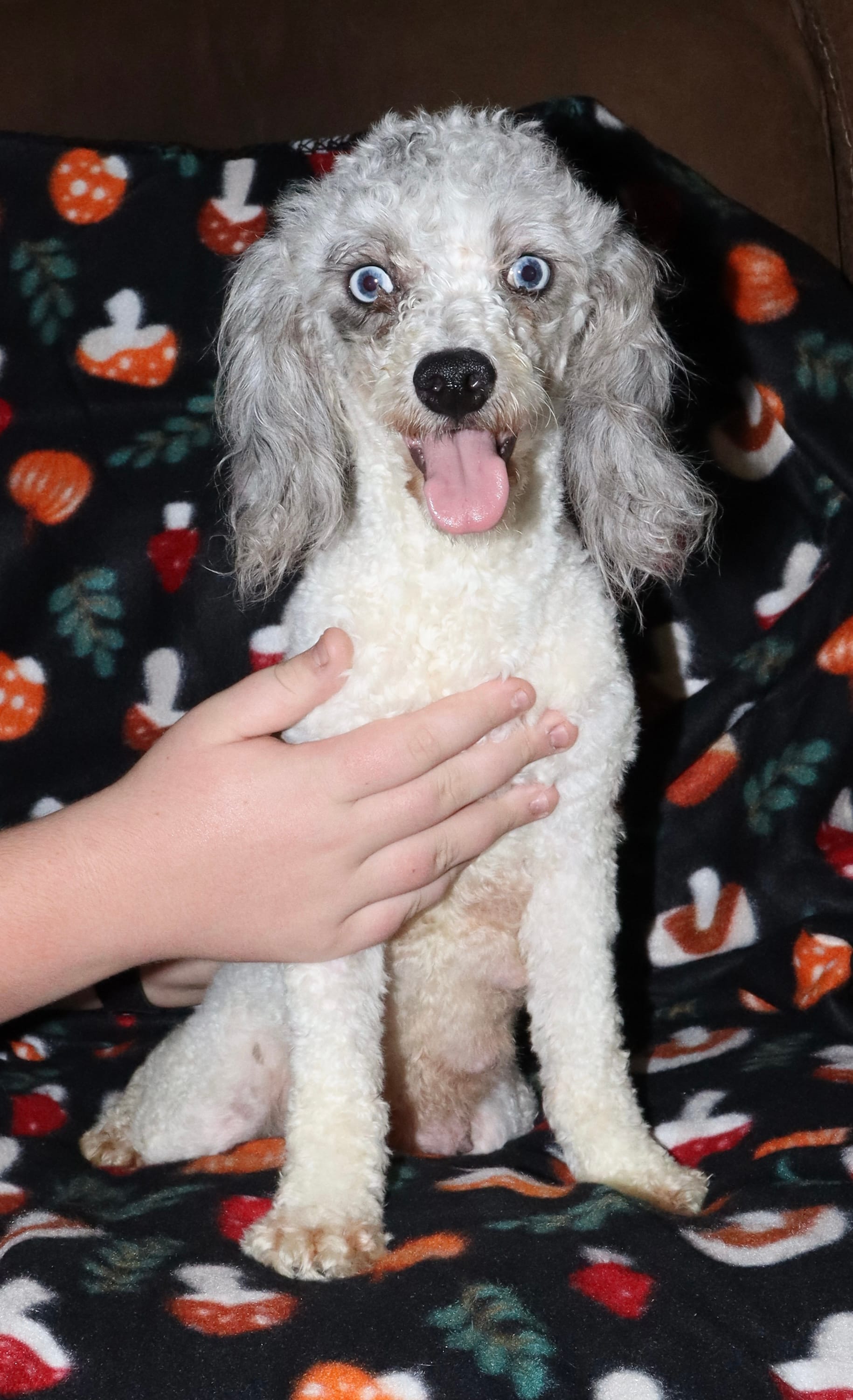 Harlee’s – Poodle - Miniature  puppy for sale in Lovely, KY