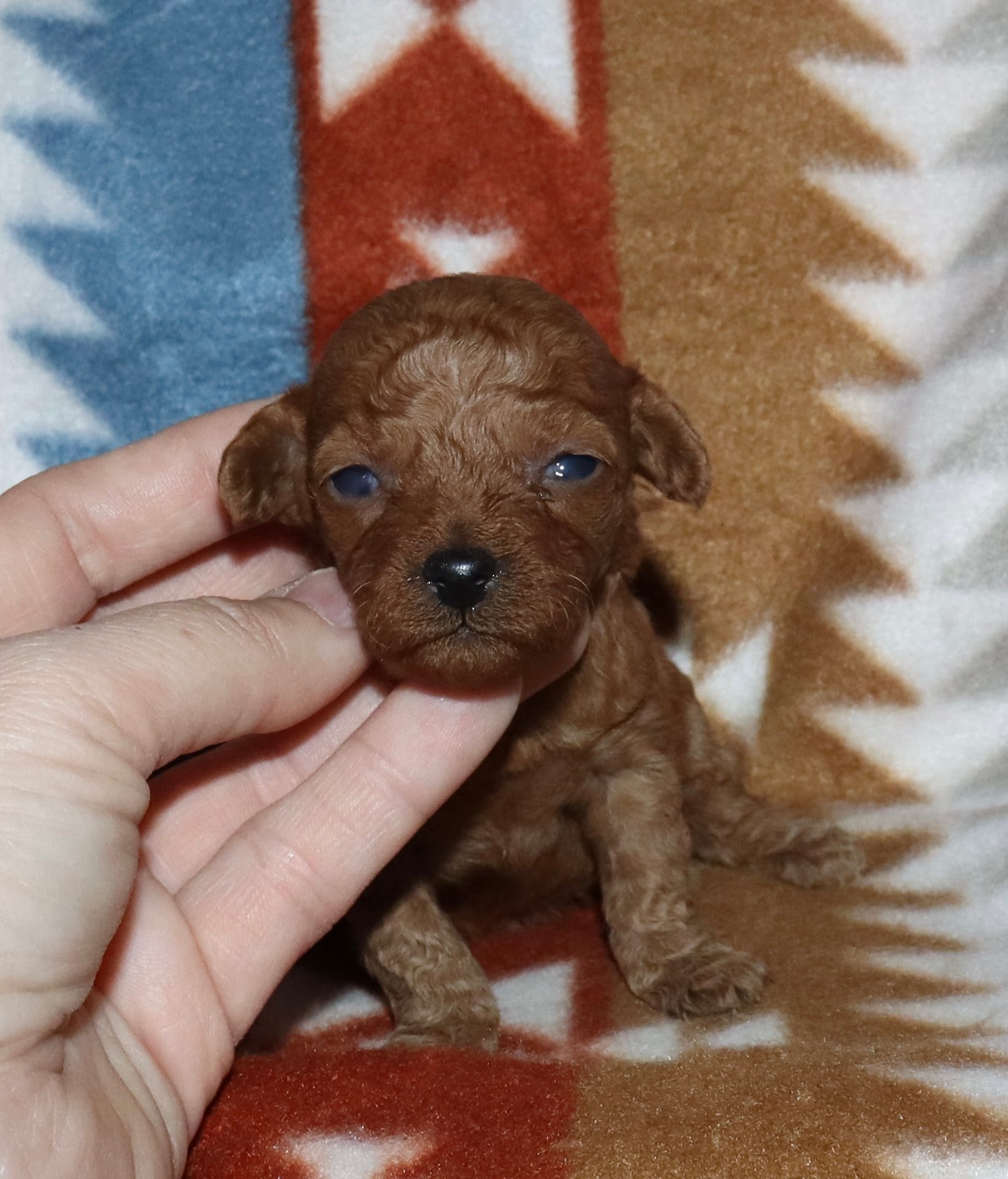 Summer’s Red F2 – Poodle - Toy  puppy for sale in Lovely, KY