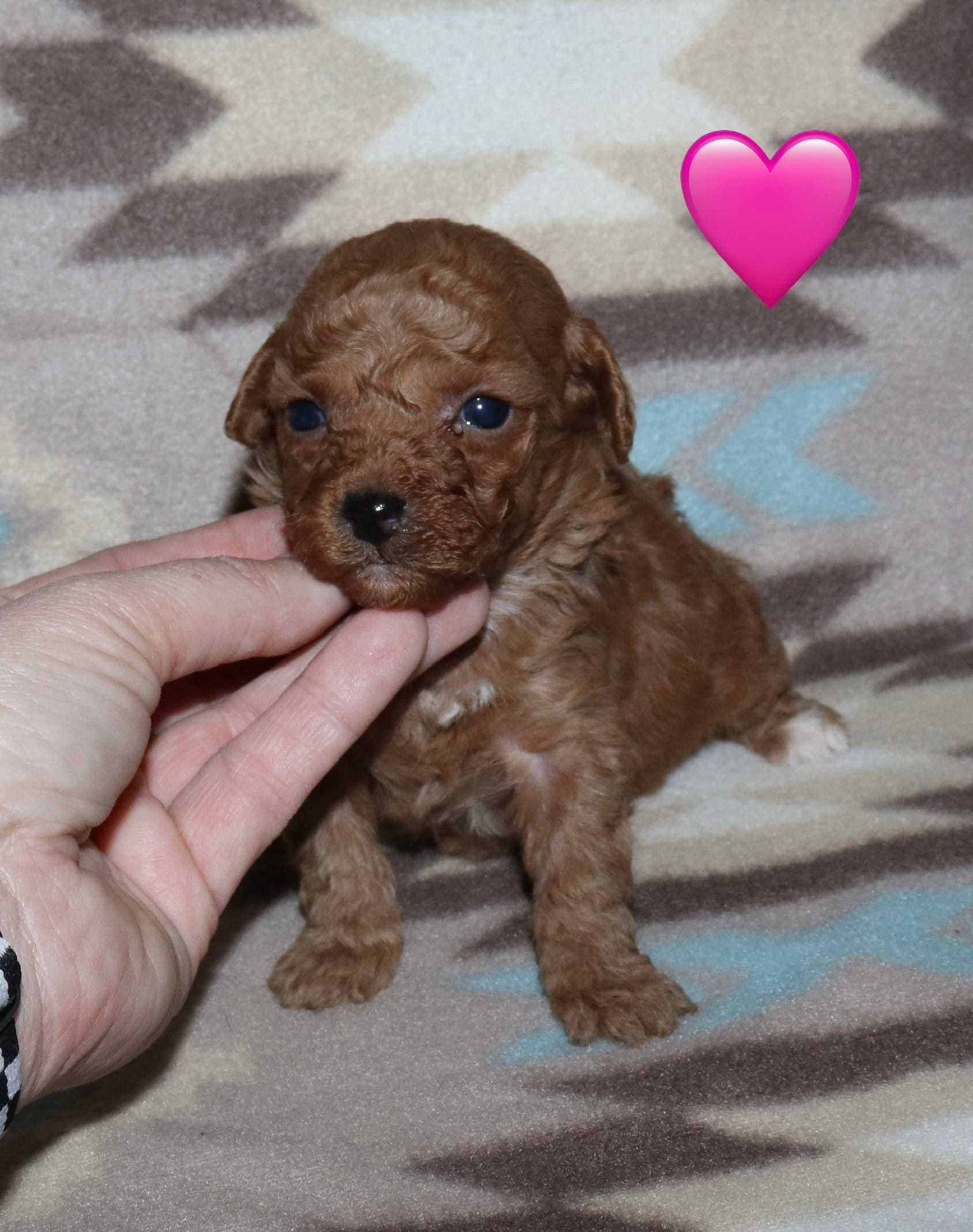 Summer’s Red F – Poodle - Toy  puppy for sale in Lovely, KY