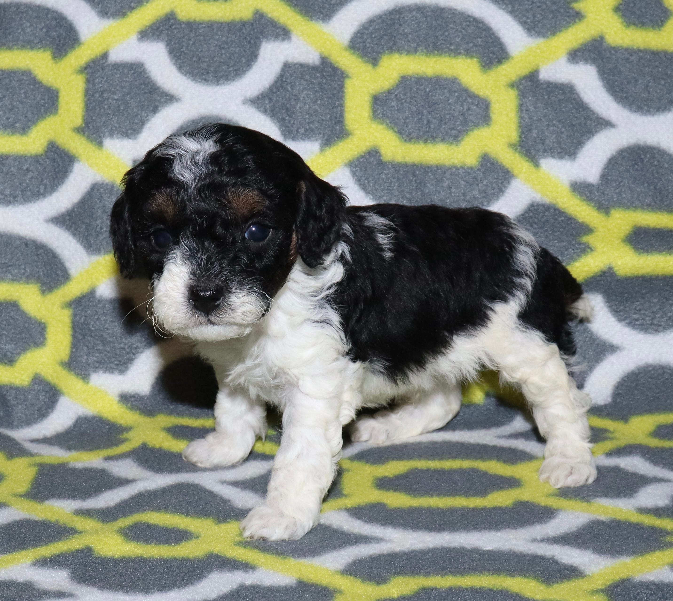 Harlee’s Bl&W M – Poodle - Miniature  puppy for sale in Lovely, KY