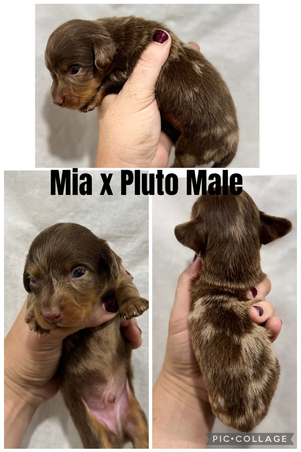 Choco Dapple, a male Dachshund and Miniature Dachshund for sale in Cuba, MO – 4 of 4