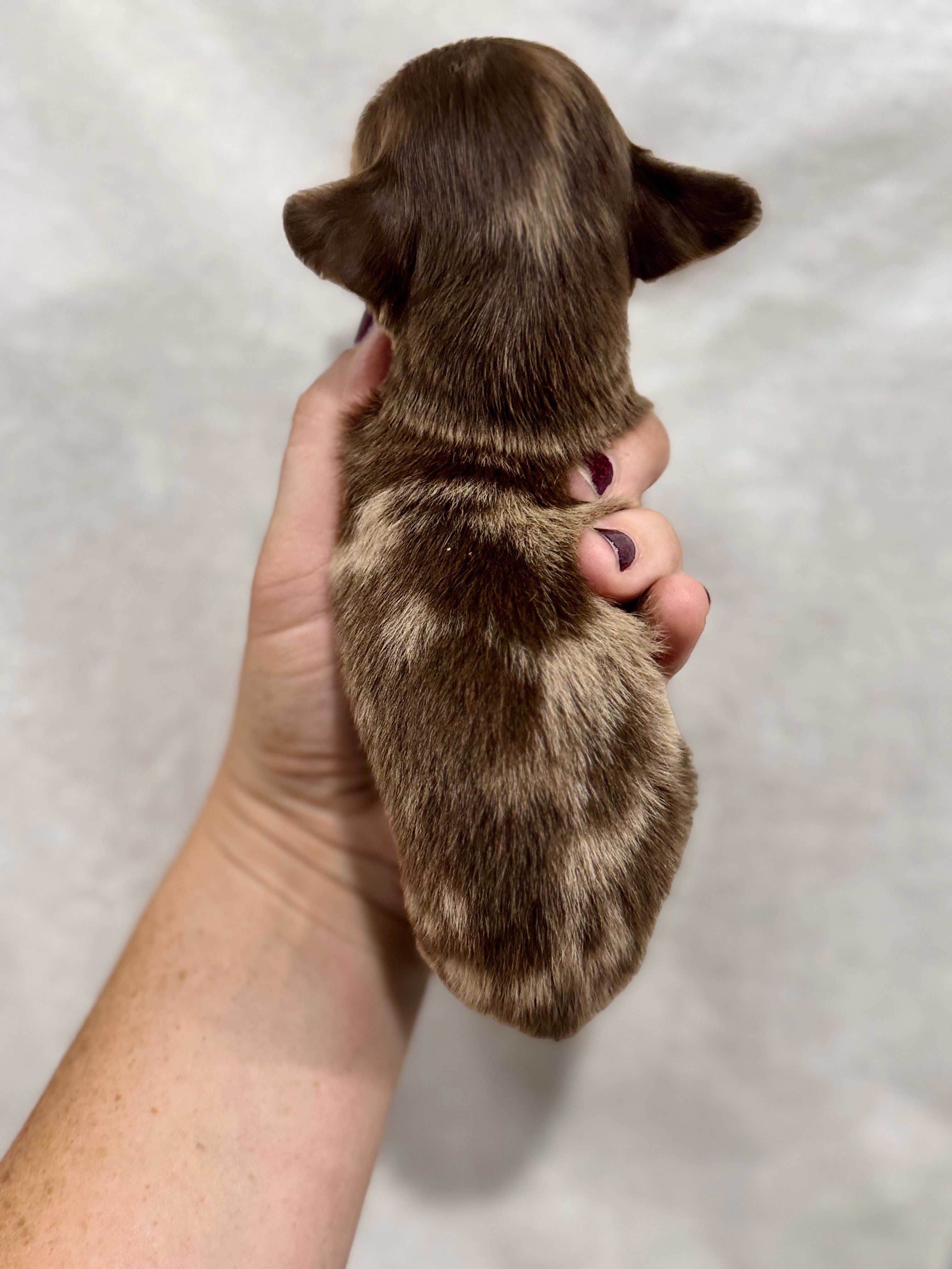 Choco Dapple, a male Dachshund and Miniature Dachshund for sale in Cuba, MO – 3 of 4