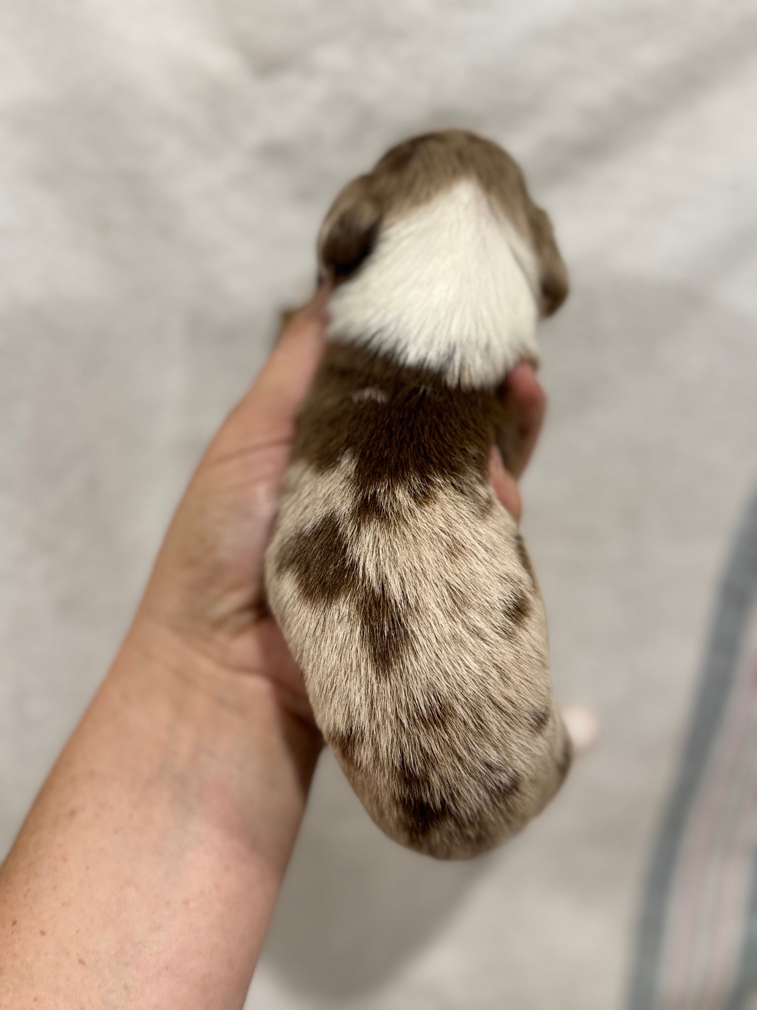Piebald Chocolate Dapple, a male Dachshund and Miniature Dachshund for sale in Cuba, MO – 4 of 4