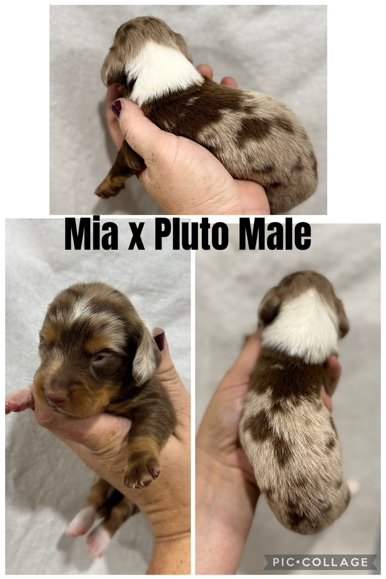 Piebald Chocolate Dapple – Dachshund, Miniature Dachshund puppy for sale in Cuba, MO