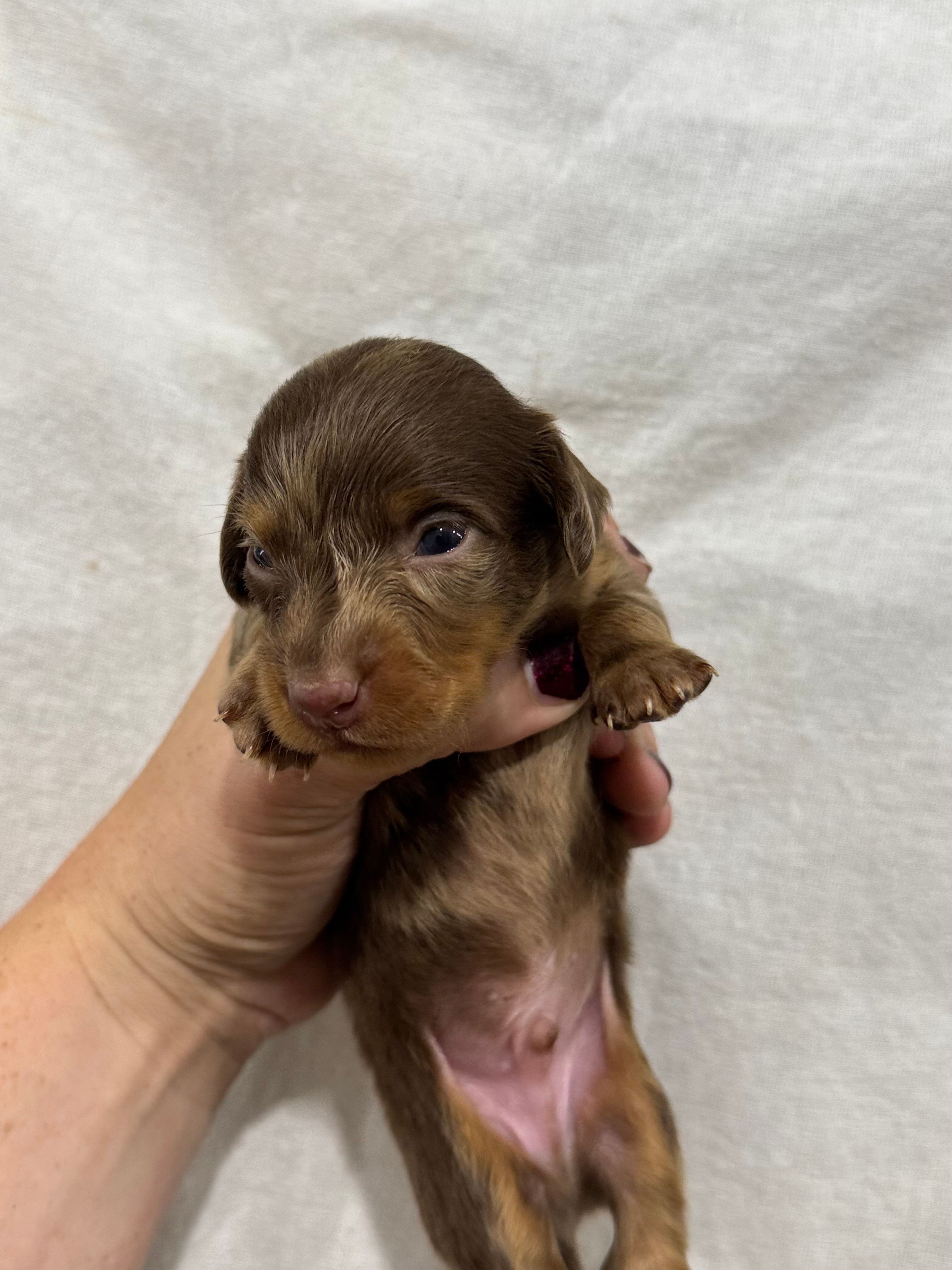 Choco Dapple, a male Dachshund and Miniature Dachshund for sale in Cuba, MO – 2 of 4