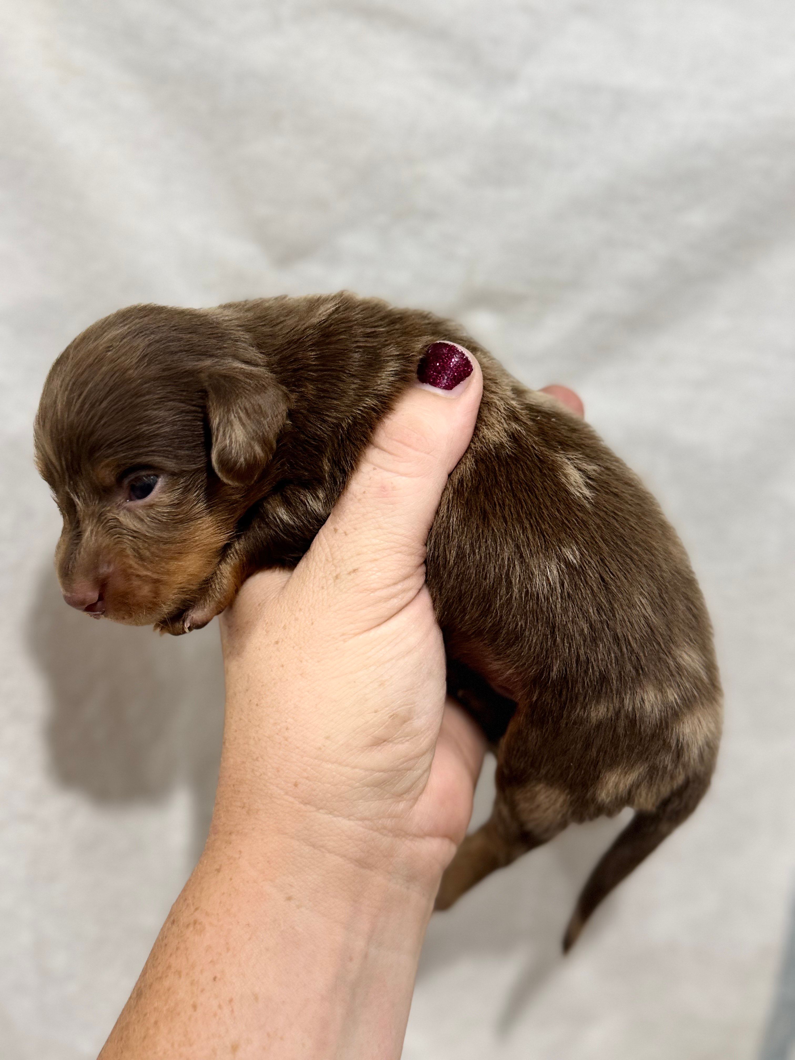 Choco Dapple – Dachshund, Miniature Dachshund puppy for sale in Cuba, MO