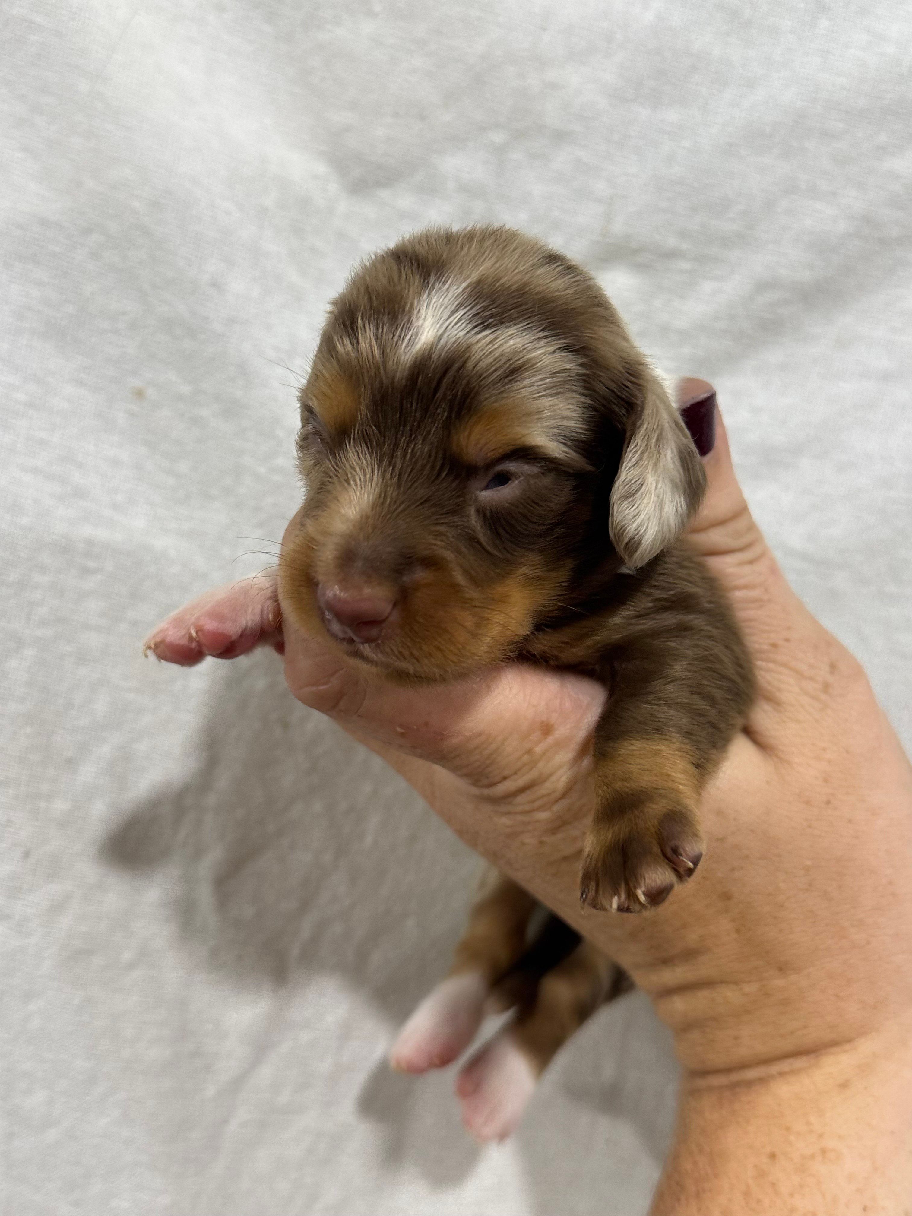 Piebald Chocolate Dapple, a male Dachshund and Miniature Dachshund for sale in Cuba, MO – 1 of 4