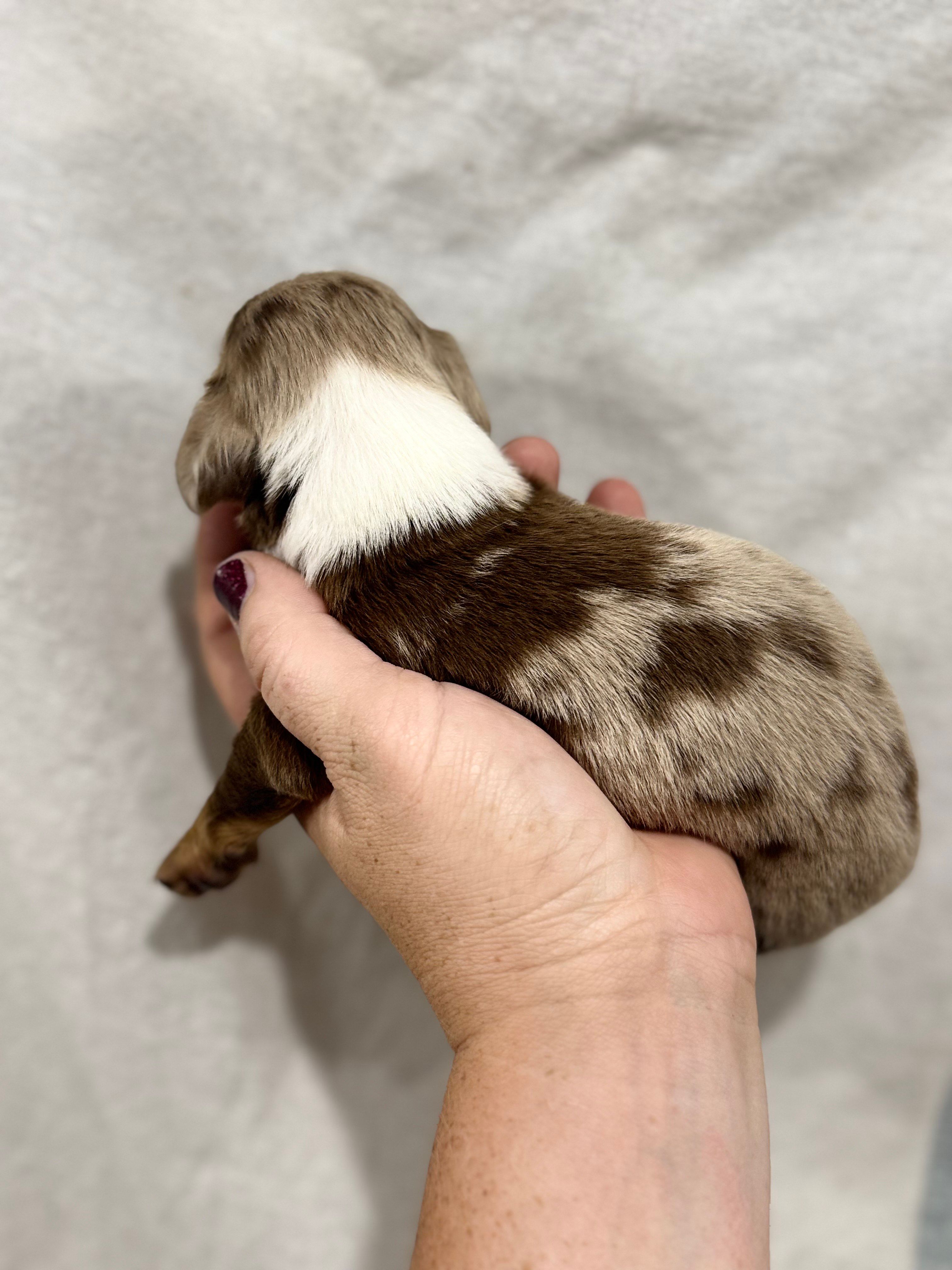 Piebald Chocolate Dapple, a male Dachshund and Miniature Dachshund for sale in Cuba, MO – 2 of 4